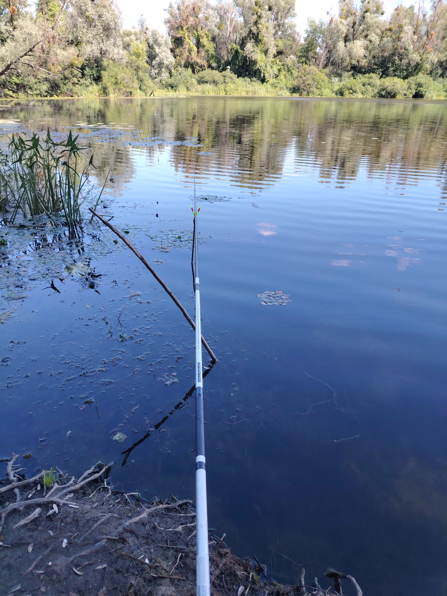 A fishing rod is positioned in the murky water of a riverbank lined with trees and vegetation. The rod is upright, with its tip submerged near the surface. Scattered debris, including sticks and plant matter, floats on the dark water. In the distance, a dense line of trees forms the opposite bank, their reflections rippling on the water's surface under a bright sky. The foreground shows exposed tree roots and mud along the bank.