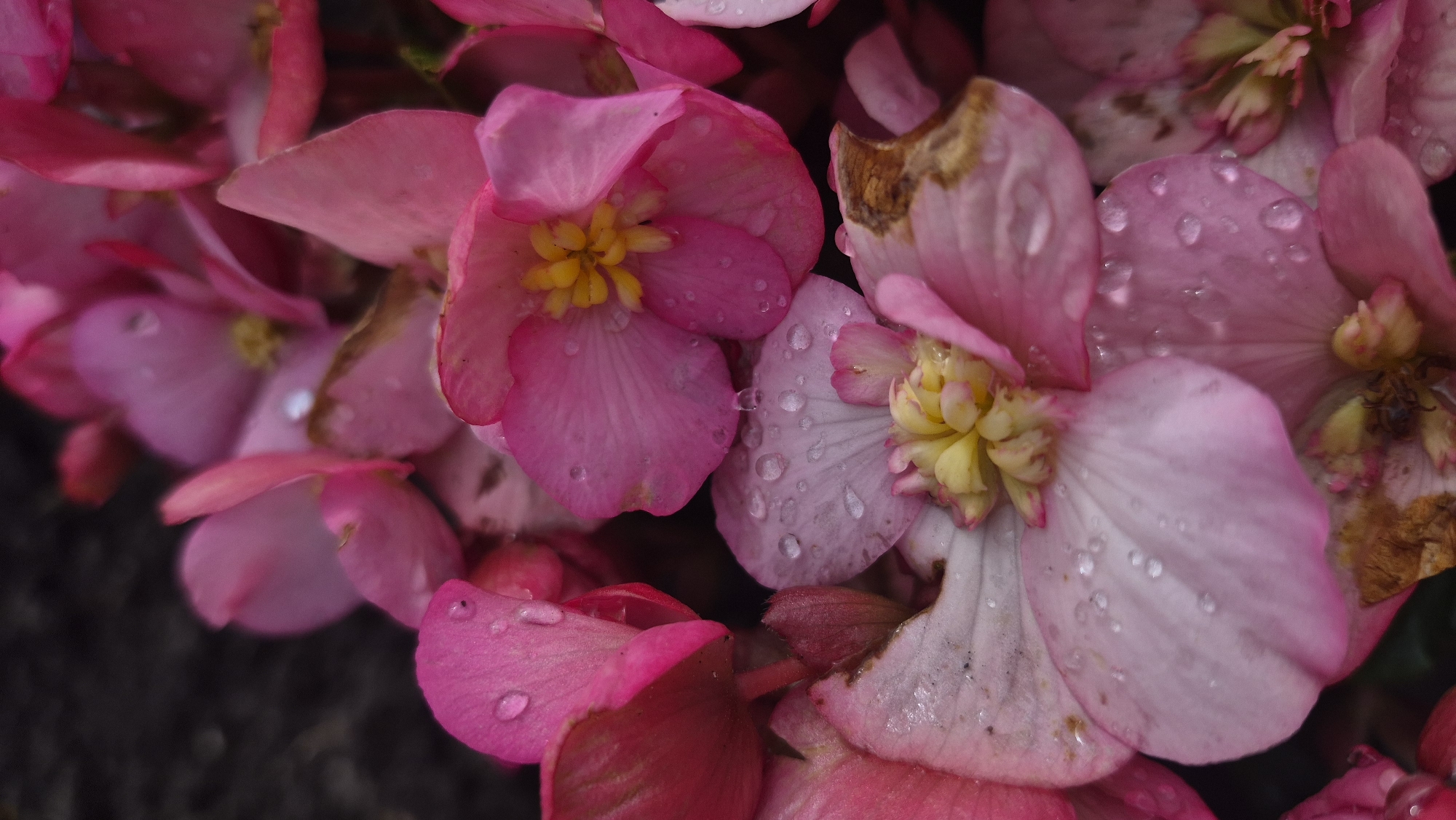 The image displays a close-up, vertical, and slightly blurred shot of pink begonia flowers. The petals are wet with numerous water droplets, suggesting recent rain or watering. The background is dark and out of focus, with hints of green foliage and possibly a dark surface like soil or wood. The flowers themselves are a vibrant pink, with some petals showing lighter pink or white centers. The stamen in the center of some flowers are yellow. Some petals exhibit browning or dried edges. The image appears to be a naturalistic shot of flowers, possibly in a garden or park setting within Krāslava, Latvia. There are no people, objects, or actions depicted in the image.