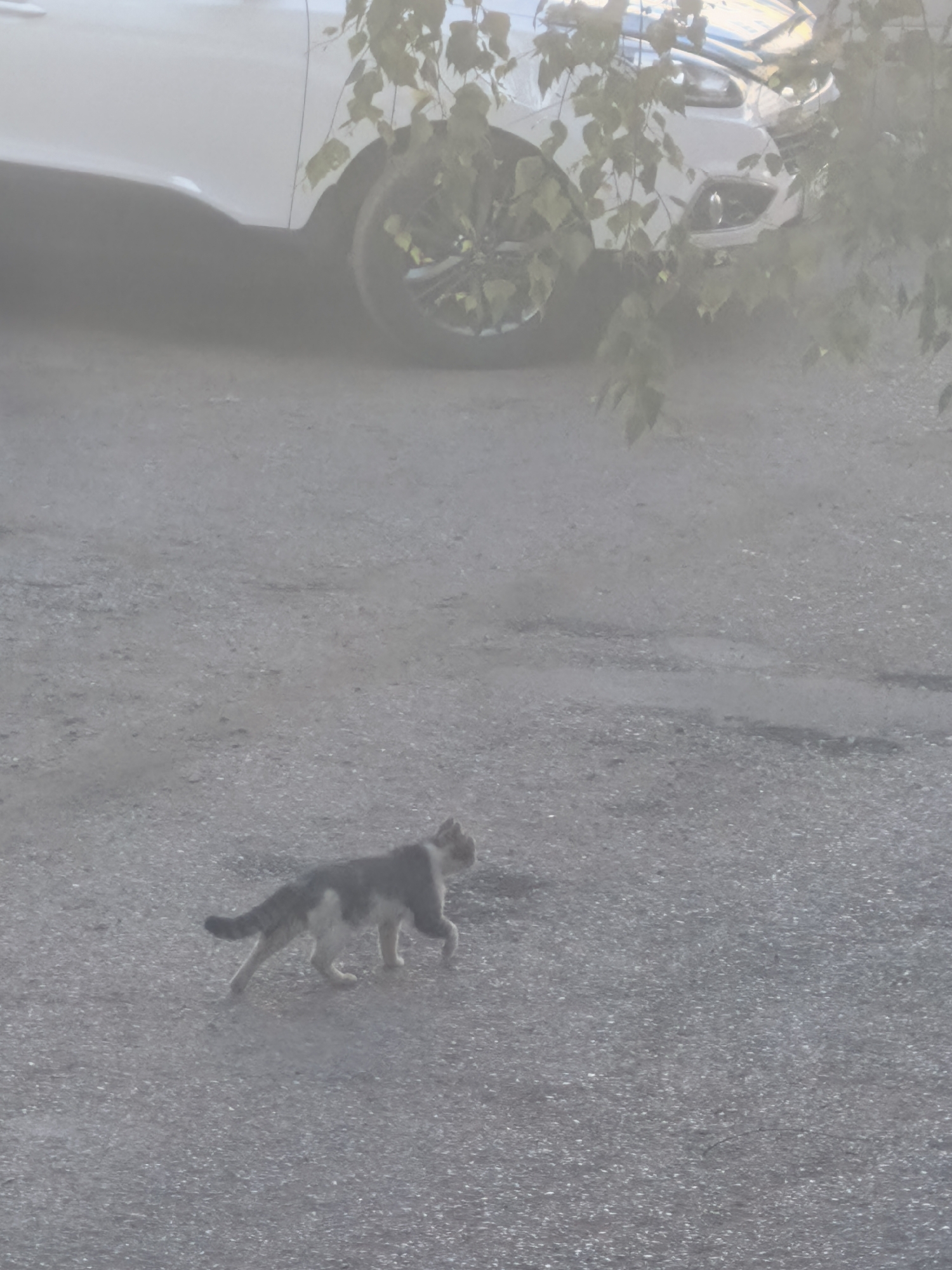 A cat walks on an asphalt surface. The background includes part of a white car and some leafy foliage. The image appears to be taken in an urban environment, possibly Sterlitamak, Russia.