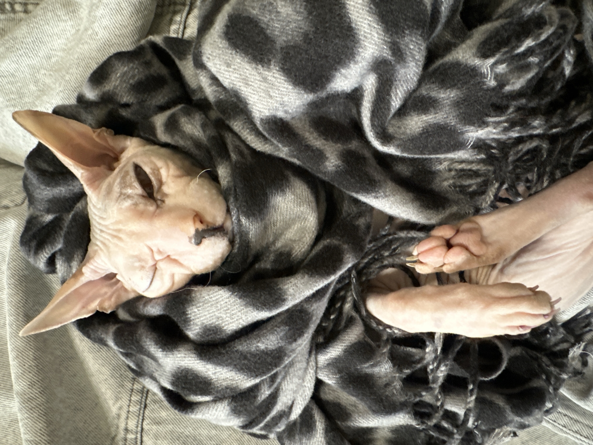 A Sphynx cat, with its characteristic wrinkled skin and large ears, is snugly wrapped in a grey and black patterned scarf. One of the cat's eyes is closed, giving it a sleepy or winking appearance. Its front paws are visible, one resting gently, the other with claws extended slightly. The cat is positioned on a textured grey surface, possibly a blanket or fabric. The scene is lit with soft, natural light, casting subtle shadows that highlight the cat's features and the folds of the scarf. The image provides a close-up view of the cat, emphasizing its comfort and the soft textures of its surroundings. The location in Togliatti, Russia is not discernible from the visual information in the image.