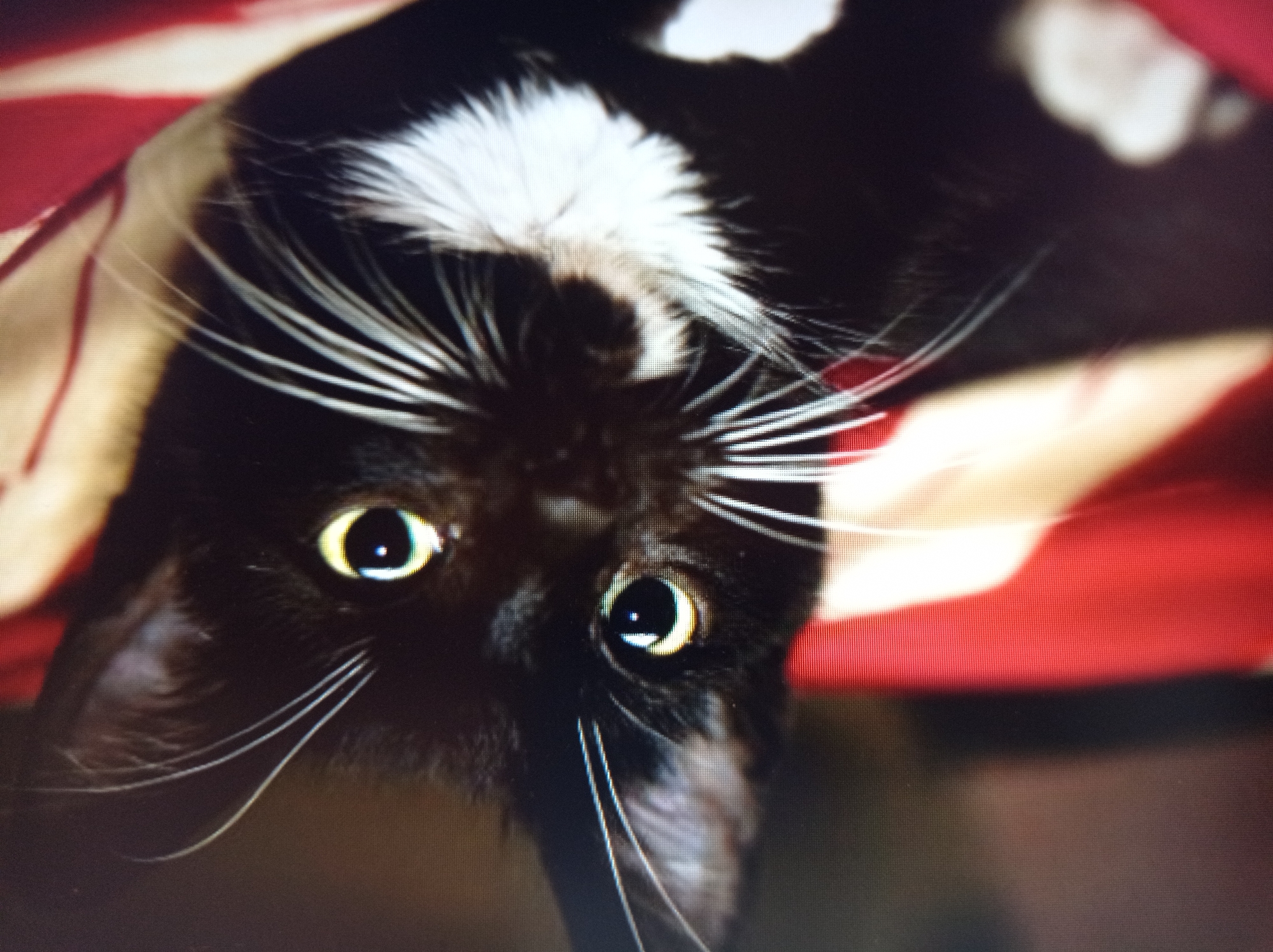The image is a close-up photograph of a black and white cat's face. The cat has bright yellow eyes, white whiskers, and a patch of white fur on its chest. The cat is looking directly at the camera. The background is a blur of red and tan colors, suggesting the cat may be resting on a blanket or cushion. There is no discernible information in this image that would allow for the determination of its location in Mukachevo, Ukraine.
