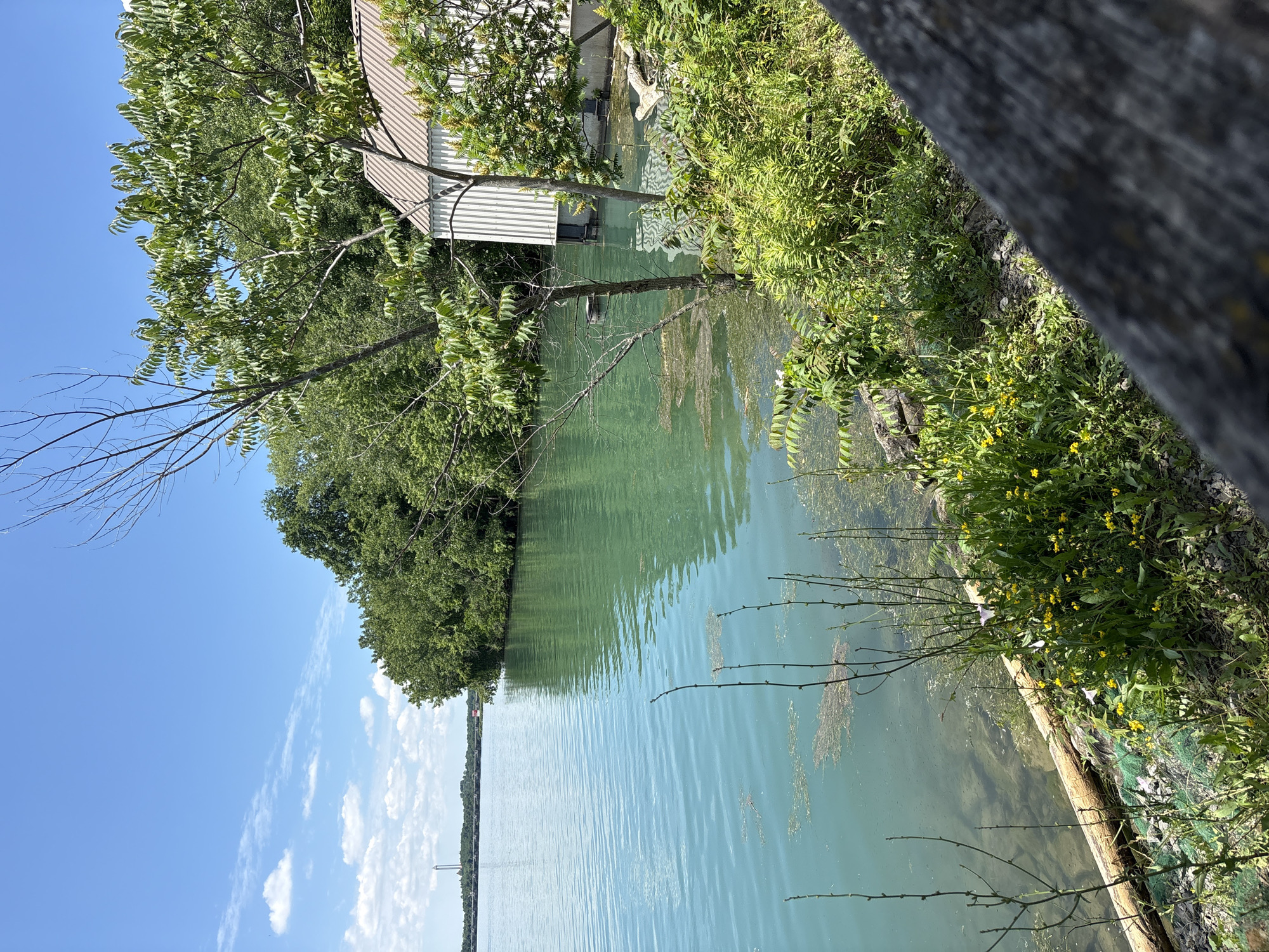The image depicts a waterfront scene under a clear blue sky with scattered white clouds. The foreground features a weathered wooden barrier, with lush green vegetation and small yellow wildflowers growing along the bank. A large log rests on the shore, partially submerged in the water, alongside some green netting.
The water itself is a striking turquoise color, calm with gentle ripples, and appears somewhat murky near the shore with visible aquatic vegetation. On the right side of the frame, a white boathouse with vertical siding and a brown roof is partially visible, nestled amongst the trees. The boathouse appears to be partially on the water, with its foundation submerged.
In the distance, a dense line of green trees forms the opposite bank of the waterway. Beyond the trees, a tall, slender structure, possibly a tower or lighthouse, can be seen against the horizon. The overall impression is one of a natural, serene, yet slightly developed waterfront setting.