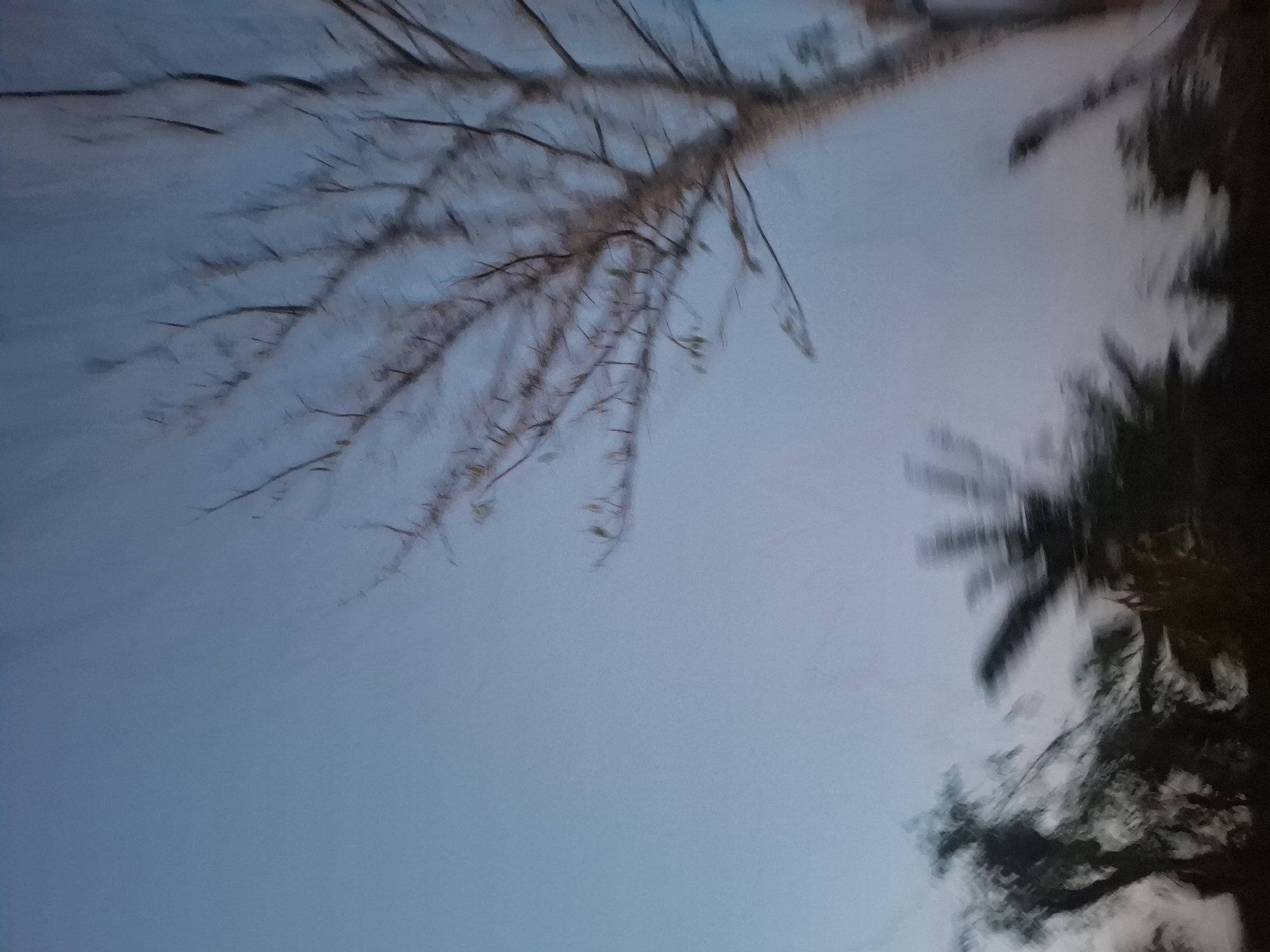 The image is a motion blur photograph of trees against a pale blue sky. The trees are silhouetted and appear to be in a natural environment, possibly a park or a residential area with greenery. The blur suggests movement, such as wind or the photographer being in motion. Without further context or clearer details, it is impossible to pinpoint a specific location in Gampang Sejati, Indonesia. The scene is devoid of people and specific objects that could provide identifying clues.