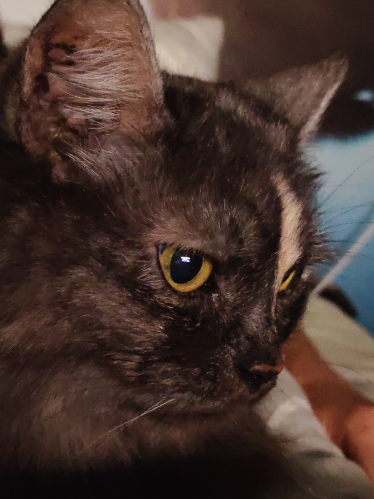 The image shows a close-up of a dark gray cat with yellow eyes. The cat's fur is long and appears somewhat tousled. A distinct white stripe runs vertically down the cat's forehead and between its eyes. The cat is looking to the right of the frame. The background is blurred, with hints of what appear to be fabric in muted tones of gray and blue, suggesting an indoor setting. There is no indication of the city of Bol'shoye Kozino, Russia, or any other specific geographical location. The focus is entirely on the cat's face.