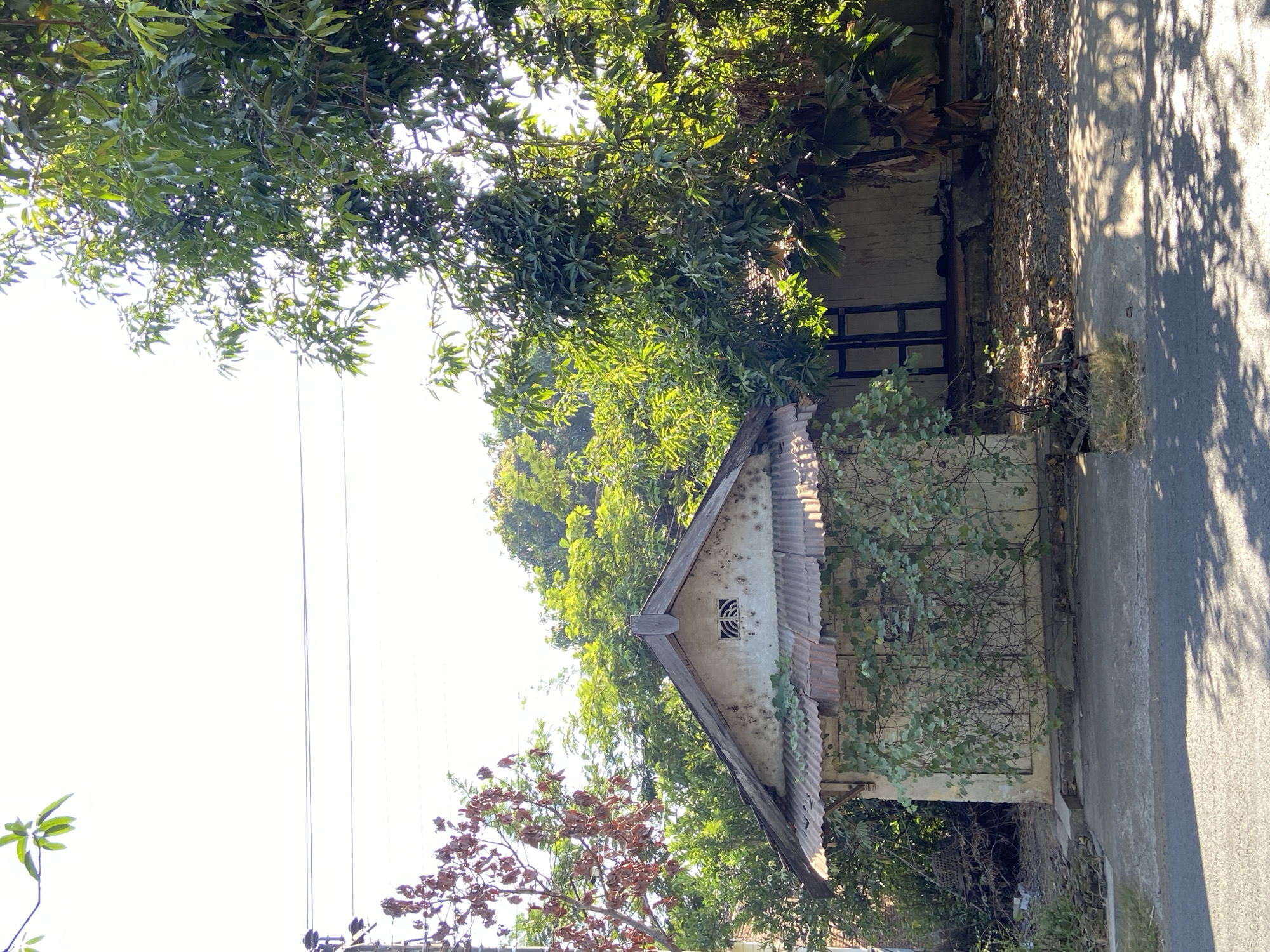 In Margorejo, Indonesia, a small, aged building with a corrugated metal roof stands partially overgrown with vines. The structure, likely a home or shop, exhibits signs of wear, including peeling paint on its light-colored walls and a decorative vent on the upper portion of the facade. A large tree with lush green foliage dominates the right side of the image, casting dappled shadows on the ground and a paved area in front of the building. The surrounding environment appears dense with vegetation, suggesting a tropical setting. Power lines are visible in the upper left quadrant, stretching across a bright, hazy sky. The scene conveys a sense of rustic simplicity and the pervasive influence of nature on the built environment.