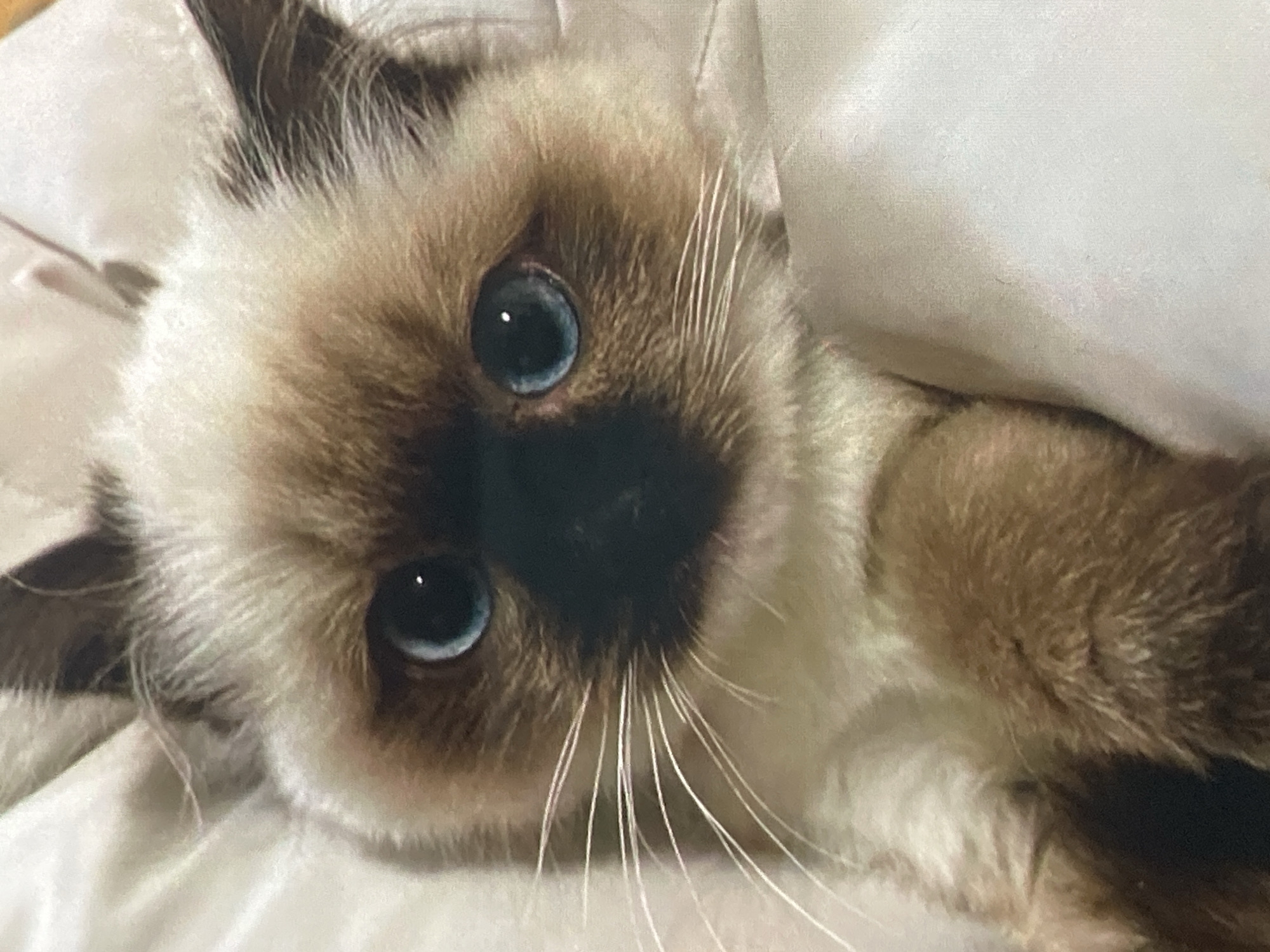 A close-up, eye-level portrait of a Siamese cat is depicted. The cat has striking blue eyes, a dark brown face mask, and a cream-colored body with brown points on its ears and paws. It is resting on a soft, light-colored surface, possibly bedding. The cat appears to be looking directly at the camera with a curious or gentle expression. The background is out of focus, highlighting the cat as the central subject. There is no indication of the city of Ustyvytsia, Ukraine, within the image or its context.