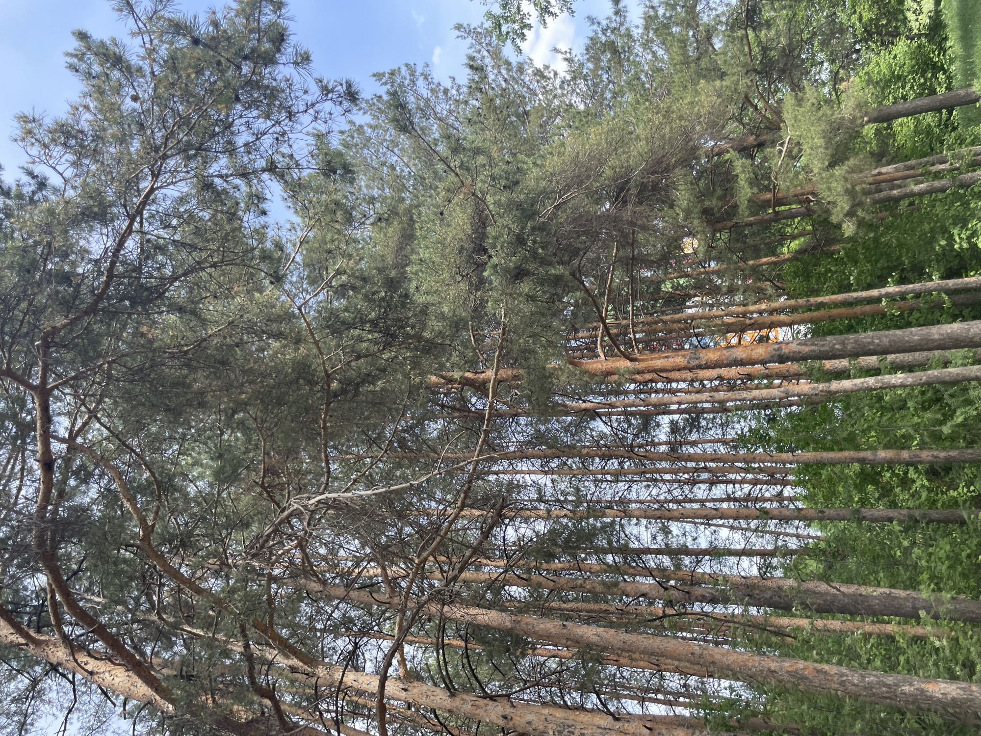 The image shows a view looking up into a pine forest in Izhevsk, Russia. The trees are tall and straight, with brown trunks and green needles. The sky is visible through the trees and is blue with some light clouds. There is green foliage to the right of the frame.