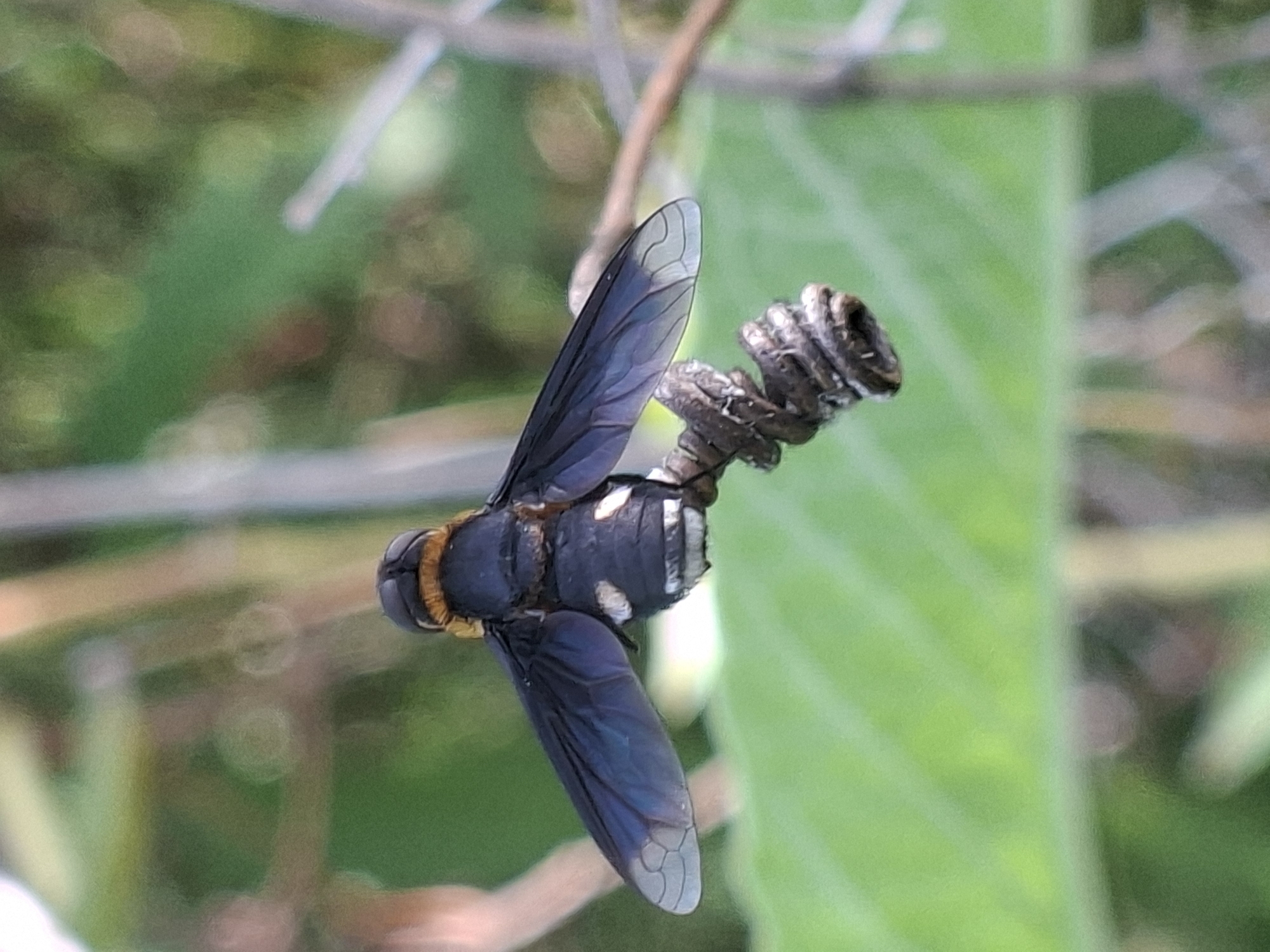 A dark-bodied fly with translucent wings rests on a curled brown vine in a natural outdoor setting. The fly has yellow markings near its head and white spots on its abdomen. A large green leaf is visible in the background. The location is Lhokseumawe, Indonesia.
