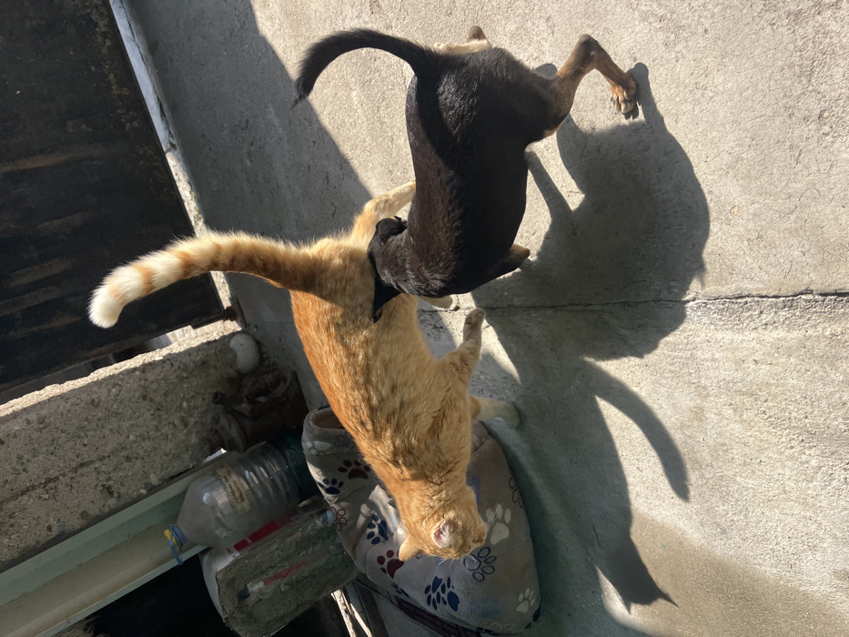 An outdoor scene in Zlatovrah, Bulgaria, depicts a candid interaction between an orange tabby cat and a black dog on a sunlit concrete surface. The orange cat, with white markings on its muzzle and paws, and a distinct orange and white striped tail held high, is walking towards the left of the frame. A black dog, with tan lower legs and a tail curled upwards over its back, has its head lowered and appears to be sniffing the cat's hindquarters. Distinct shadows of both animals are cast on the concrete, indicating direct sunlight from the left. In the background to the left, a light-colored pet bed with dark paw print patterns is visible. Behind the pet bed, a large clear plastic water bottle with a blue cap and Cyrillic text on its label stands upright, next to a smaller, darker container. The background also includes partial views of what appears to be a metal gate or structure.