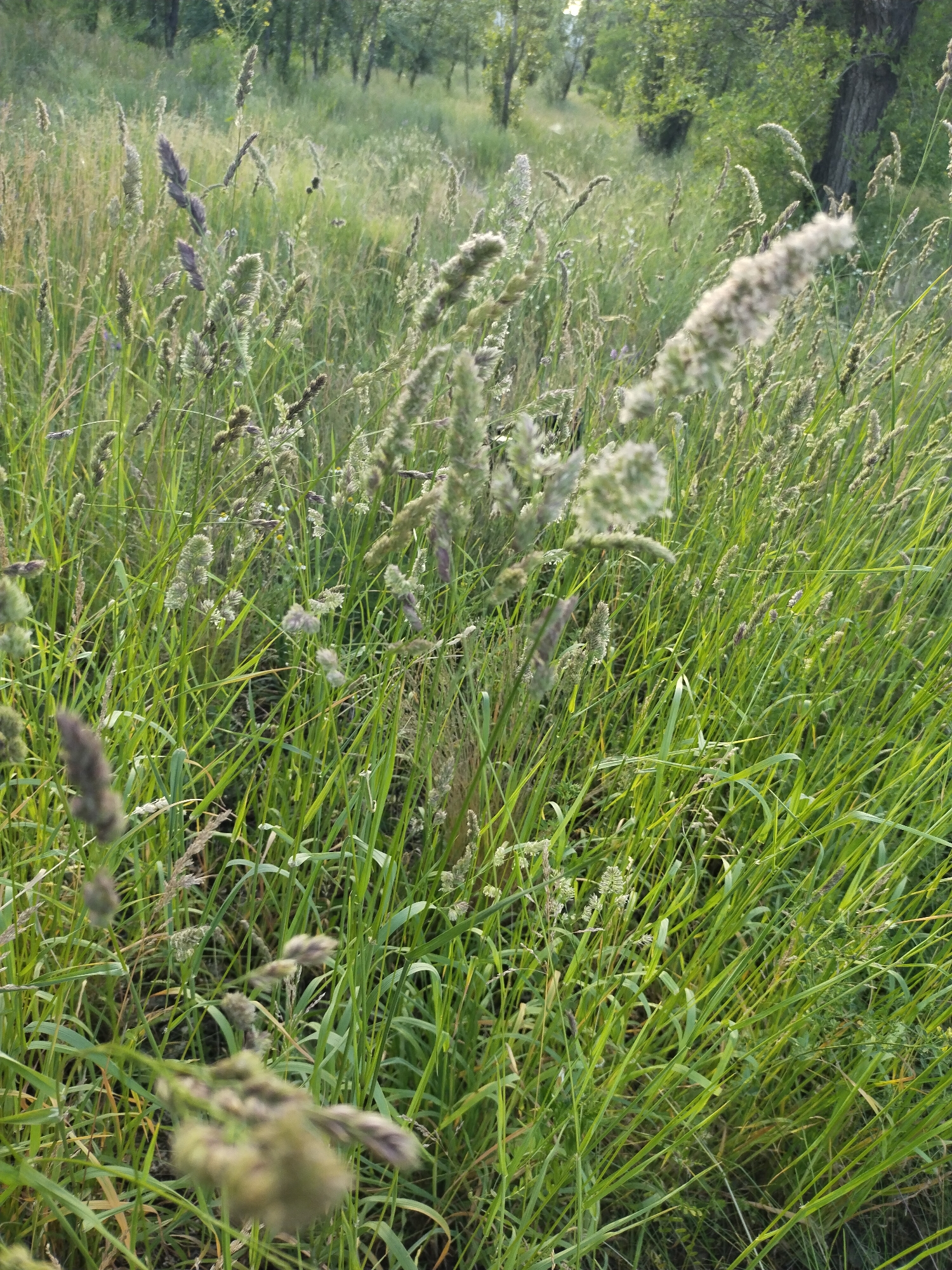 The image displays a dense, verdant field of tall grass in Horishni Plavni, Ukraine. The foreground and midground are dominated by various species of grass, characterized by long, green blades and numerous inflorescences. Some grass panicles exhibit a light, feathery texture, appearing whitish or light green, while others are more compact, ovoid, and display shades of green and purple. A shallow depth of field is employed, rendering some grass stalks and seed heads in sharp focus, particularly in the mid-right, while others in the immediate foreground and distant background are softly blurred. The overall lighting suggests natural outdoor conditions, possibly during the golden hour, creating subtle highlights on the vegetation. In the soft-focus background, a line of deciduous trees with green foliage is visible, indicating the edge of a woodland or grove. No human figures or man-made objects are present in the immediate field of view.