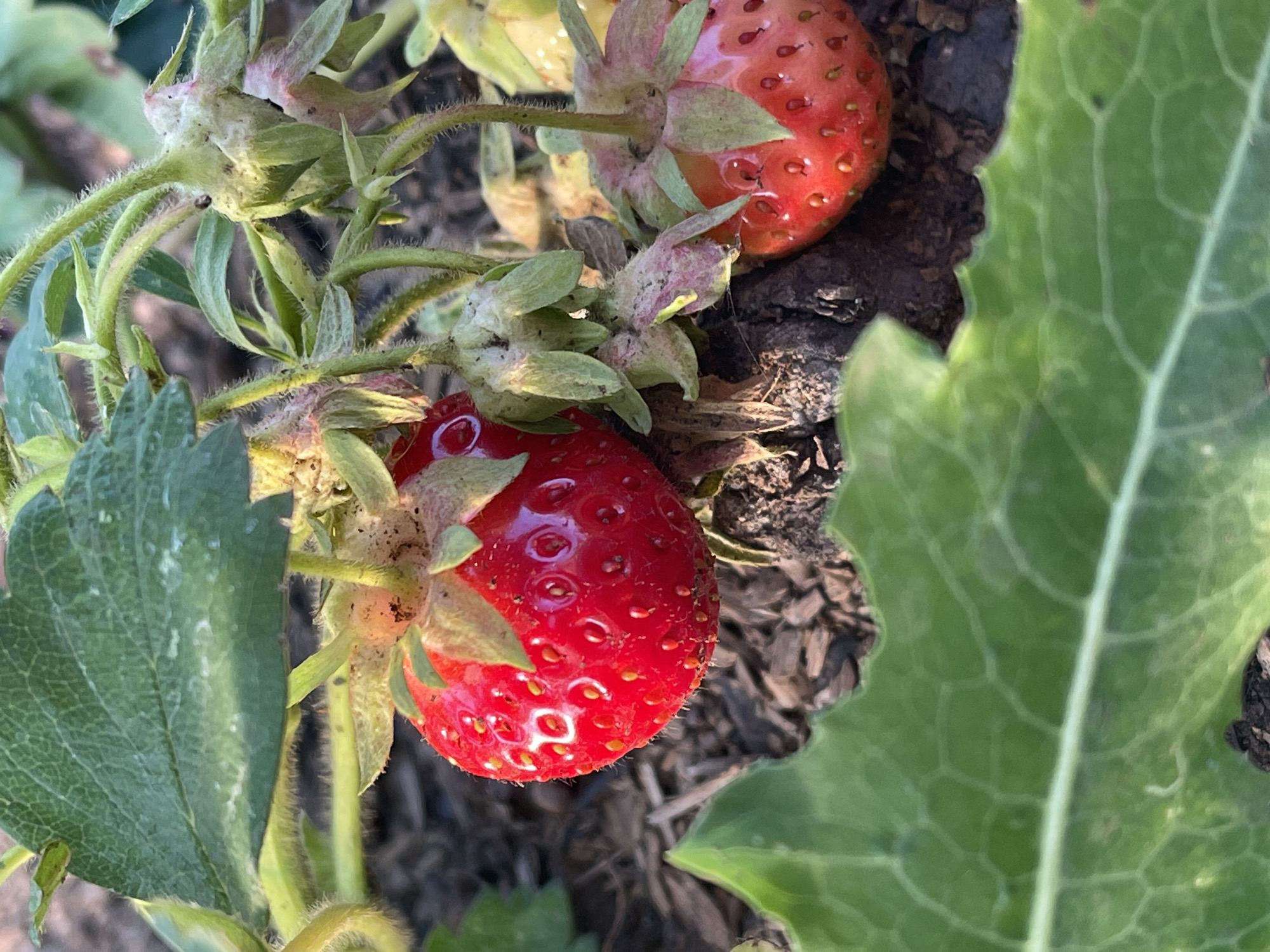 A close-up shot shows two ripe strawberries on a plant with green leaves and stems. The strawberries are red with visible seeds. One strawberry is in focus in the foreground, while the other is slightly out of focus in the background. The environment appears to be an outdoor garden with dark soil visible. The image does not provide any information about a specific location in Tatar-Kargala, Russia.