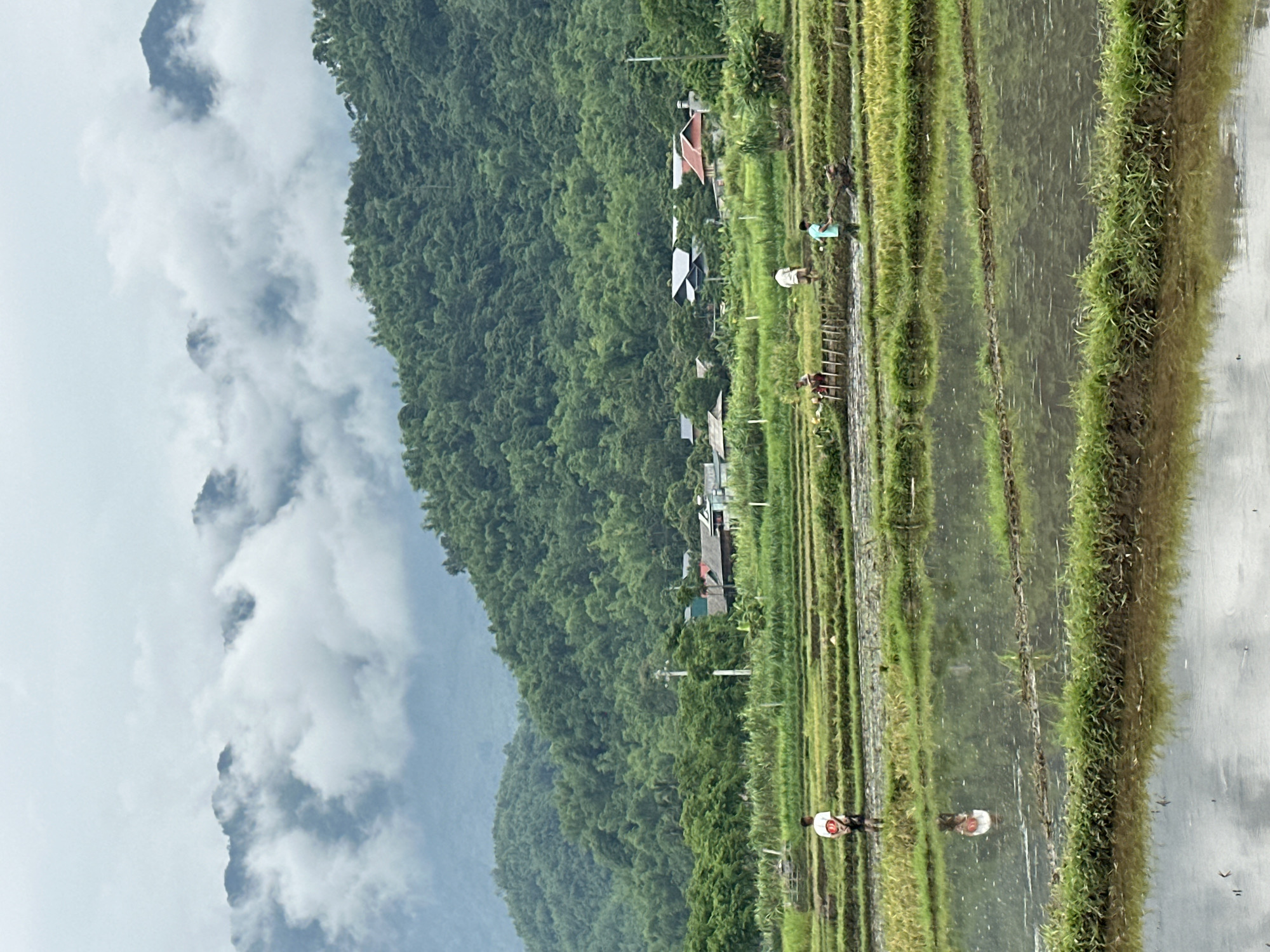 In the city of Mai Chau, Vietnam, a rural landscape unfolds with terraced rice fields reflecting the overcast sky. Lush green mountains, partially obscured by low-hanging clouds, form the backdrop. Several people are engaged in agricultural work within the fields. In the foreground, a young person stands facing away from the camera, their white shirt and dark shorts visible. Further back, other individuals work among the rows of rice, some appearing to be tending to crops or using agricultural equipment. A cluster of houses, with traditional sloped roofs, is nestled between the fields and the mountains. The overall atmosphere is serene and agricultural.