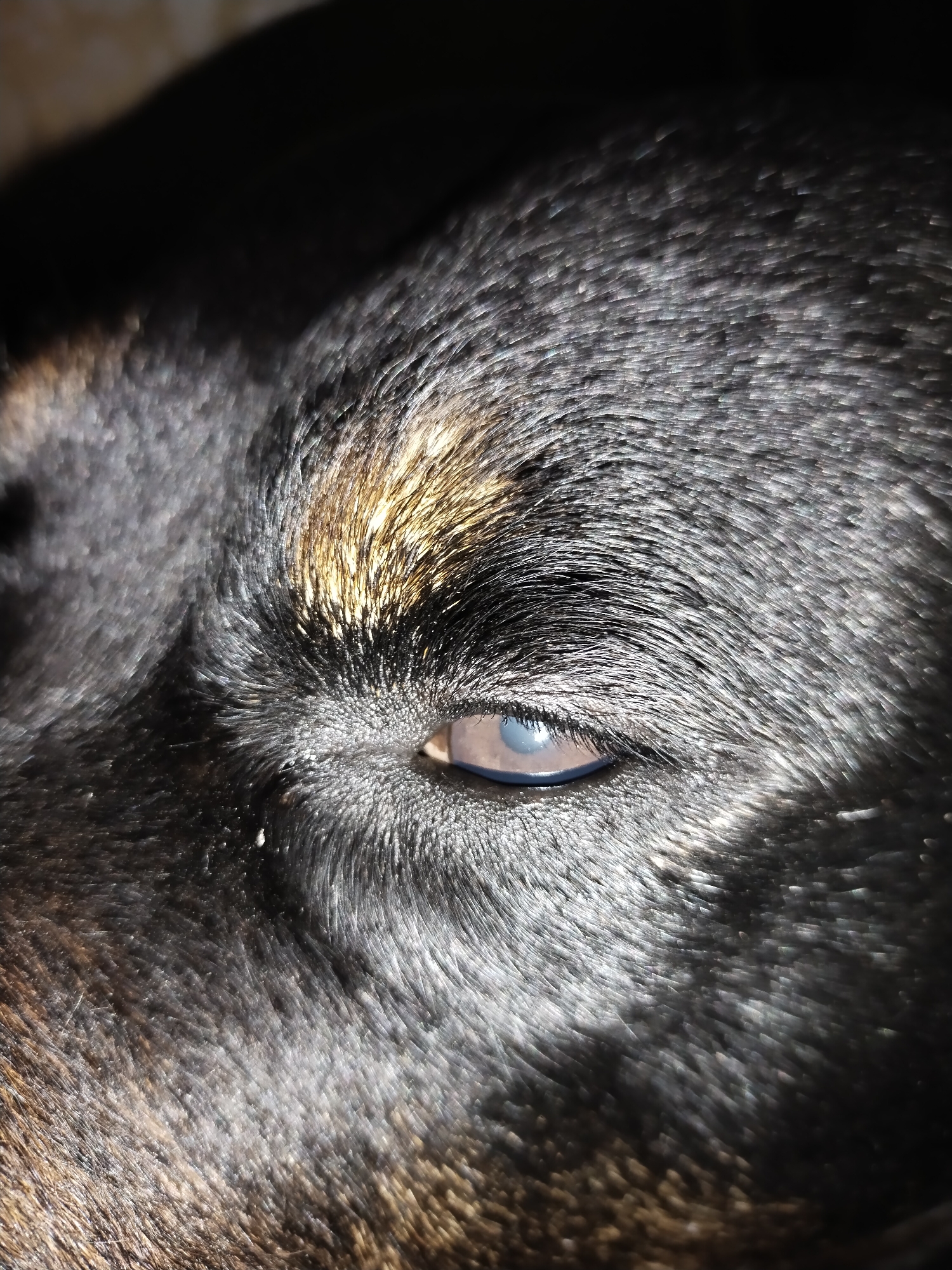 The image is a close-up, macro photograph of a dog's eye. The dog's fur is black with some golden-brown markings visible around the eye. The eye itself is open, and the iris appears to be a light brown or hazel color. The pupil is dilated, indicating low light conditions. The fur is textured and detailed, with individual strands visible. The lighting in the image creates highlights and shadows, emphasizing the texture of the fur. There are no people, other animals, or any visible elements of the environment, such as buildings or landscape, present in the image. The image does not contain any information that would allow for its localization to the city of Horishni Plavni, Ukraine.