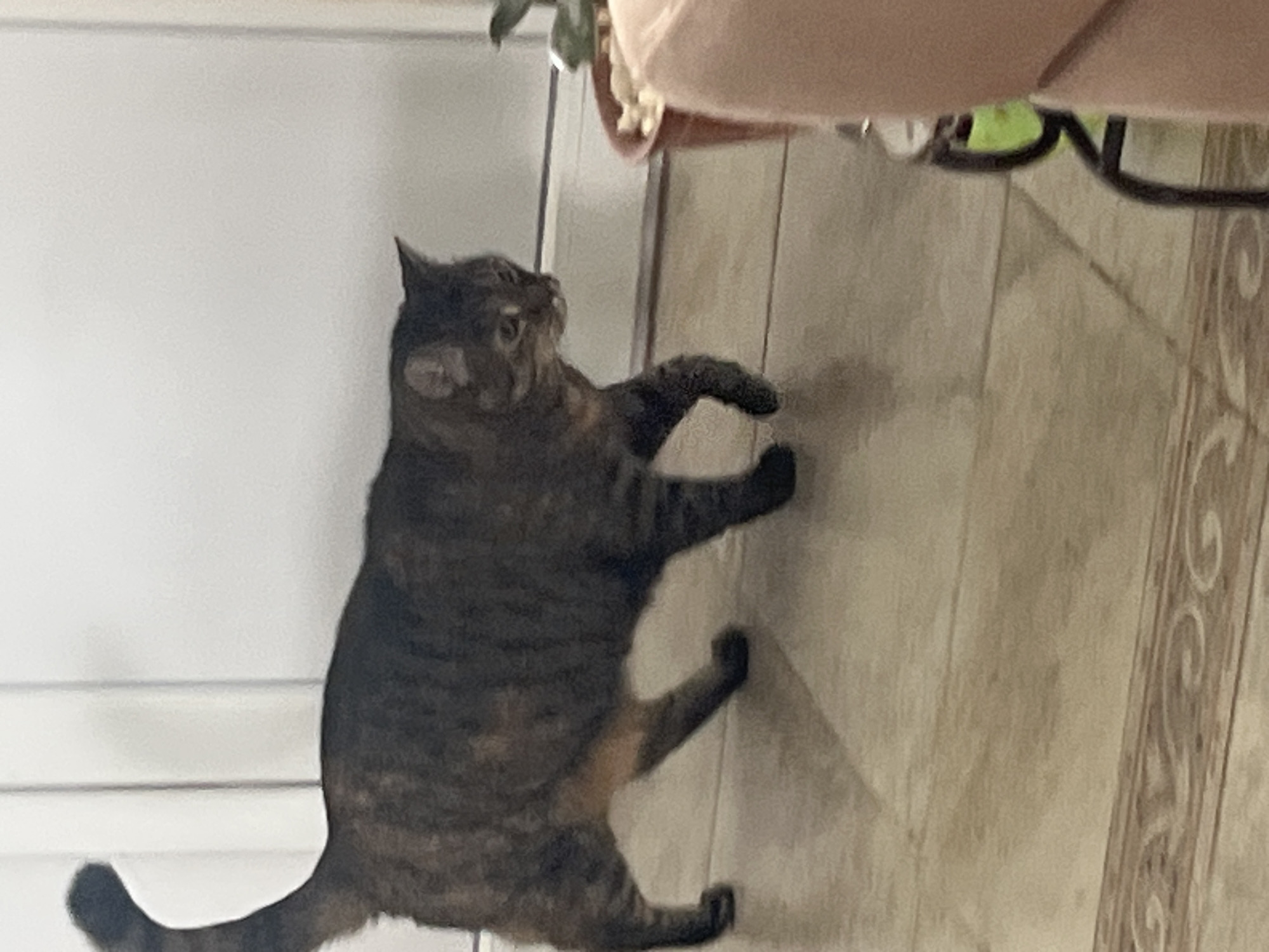 An indoor scene shows a tabby cat walking across a tiled floor. The cat has a dark brown and black striped coat with some lighter brown markings. It is walking from left to right across the frame, with its tail curved upwards. The floor is made of large, light-colored tiles with a decorative border. In the background, there is a white wall with vertical panels, and a doorway or large window. To the right of the cat, a brown pot with a plant is visible, along with the edge of a light pink sofa. The lighting suggests it is daytime. The image is focused on the cat and the immediate surroundings. No information is provided about the location in Vladimirovka, Russia.
