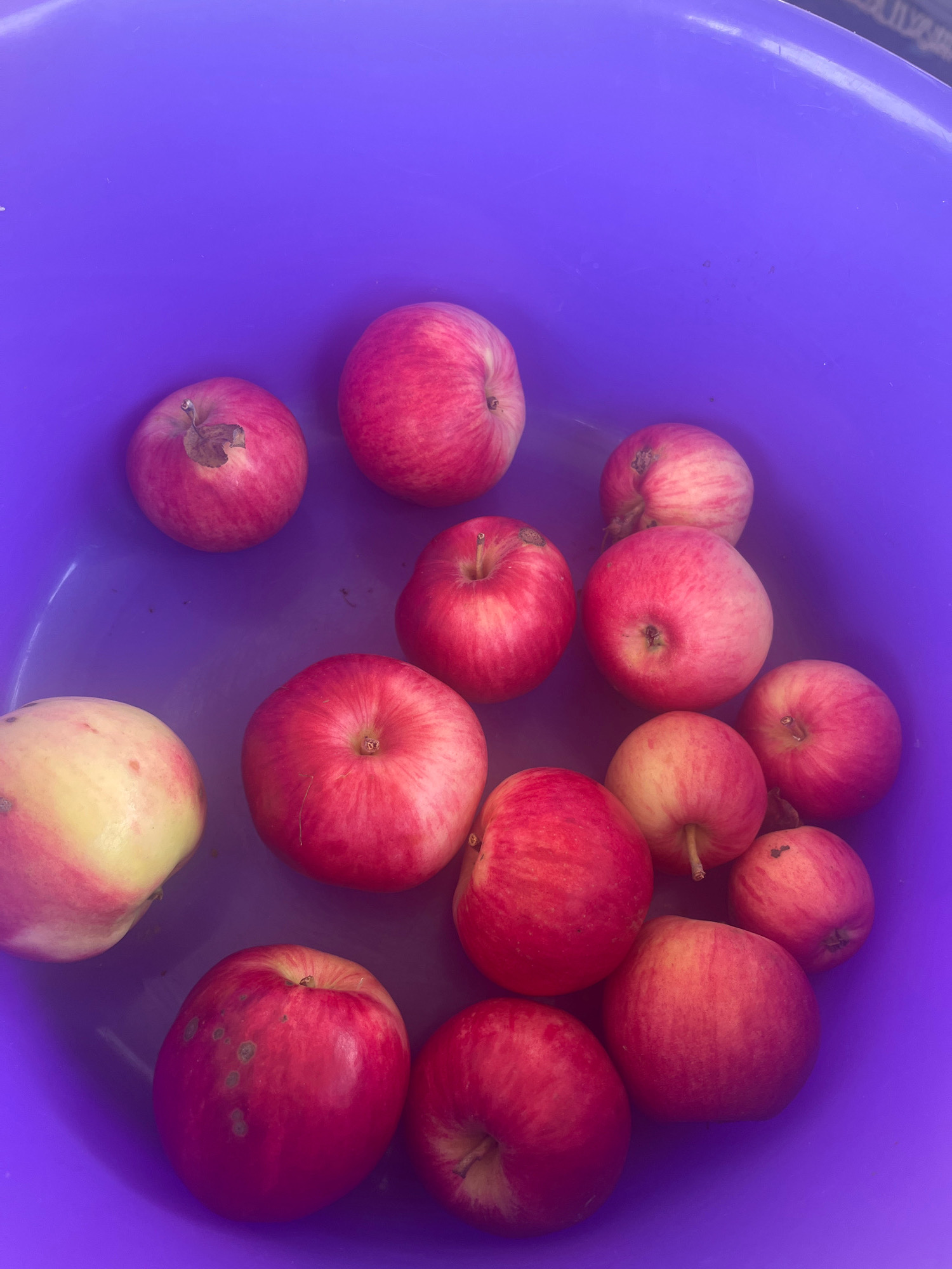 A pile of red and yellow apples sits in a purple bowl. The apples are in various stages of ripeness, with some appearing bruised. The bowl is on a flat surface, possibly a table or countertop. The background is a solid purple color. The scene appears to be indoors. This image was taken in Vladimirovka, Russia.