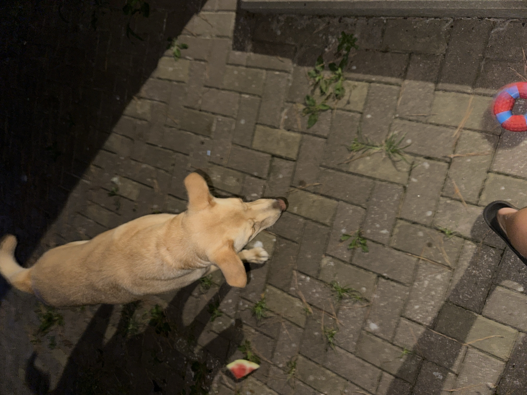 A light brown dog stands on a brick pathway, its head lowered as if sniffing the ground. A small slice of watermelon with red flesh and green rind lies on the pathway to the dog's left. In the foreground, a person's foot wearing a black flip-flop is visible, and to the right, a brightly colored chew toy with red and blue stripes rests on the bricks. The scene is illuminated by artificial light, casting shadows across the pathway, suggesting it is nighttime. The presence of scattered green plants and pine needles indicates an outdoor setting, possibly a backyard or park area. The location in Sochi, Russia, is not discernible from the visual elements alone.