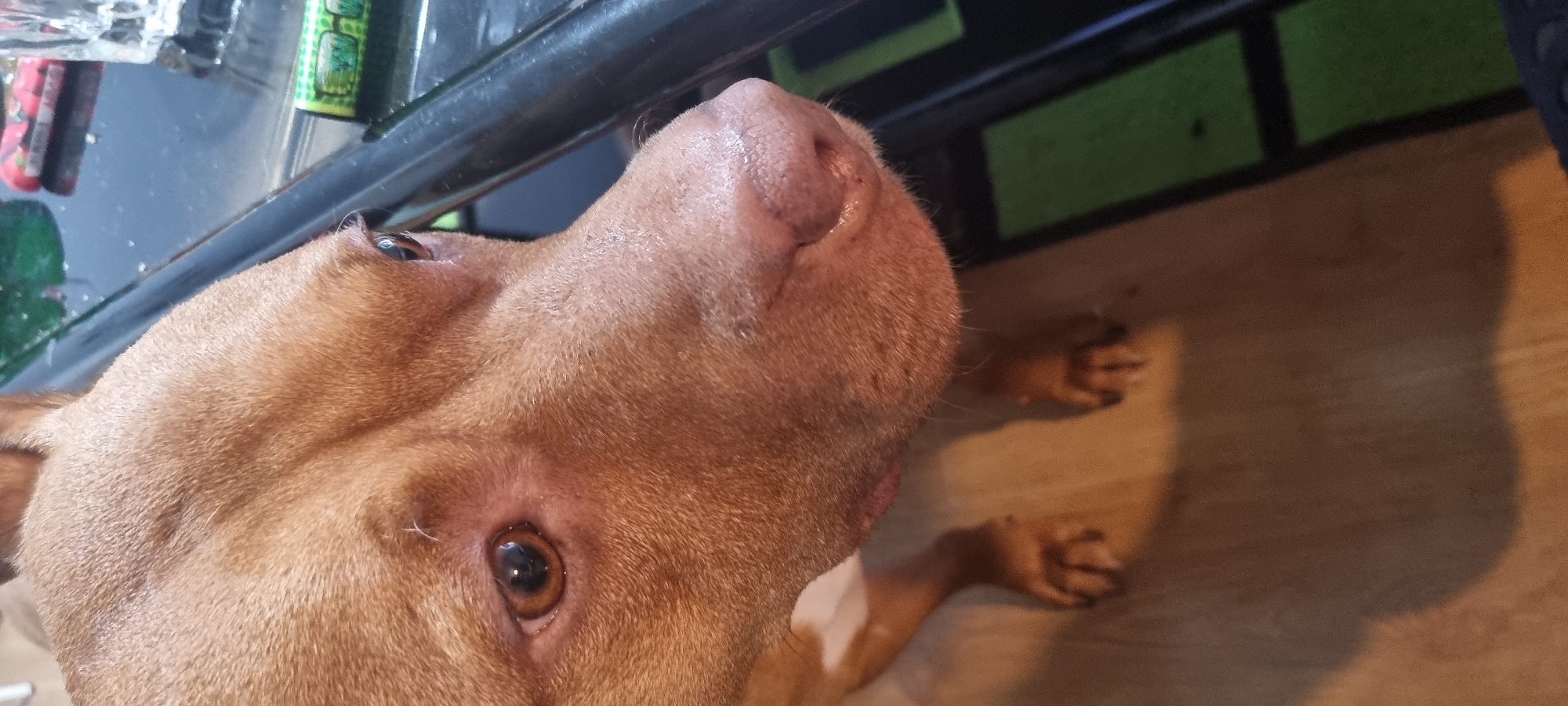 The image features a close-up view of a light-brown dog, likely a pit bull, looking upwards. The dog's pink nose is prominent, and one of its brown eyes is visible. The dog is positioned underneath a dark-colored surface, possibly a table or counter. In the background, there is a wooden floor and a shadow. The location is Unknown, Unknown.