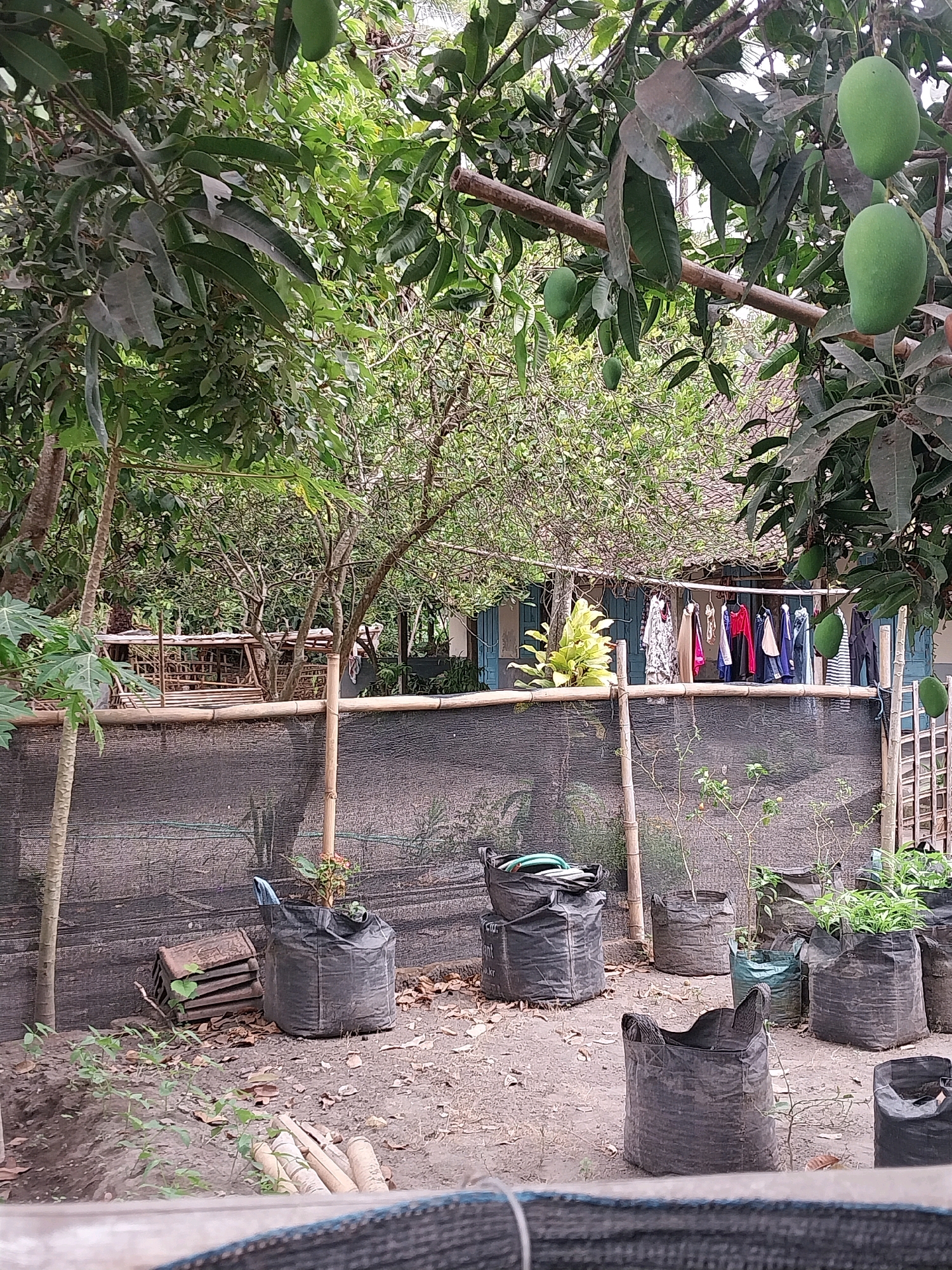 A group of large black planting bags are scattered across a dirt yard in front of a bamboo fence covered with dark netting in Tijayan, Indonesia. Several of the bags contain small plants, and one bag has a green hose coiled inside. To the left of the planting bags, there is a stack of what appear to be terracotta tiles, and a thin tree trunk. The bamboo fence has a clothesline strung across it on which several items of clothing are hanging. Behind the fence, the leaves of a mango tree droop down, with at least three green mangoes visible. Further in the background, there is a building with blue shutters, and more trees and foliage. The ground is covered in dirt, fallen leaves, and a few scattered bamboo stalks.