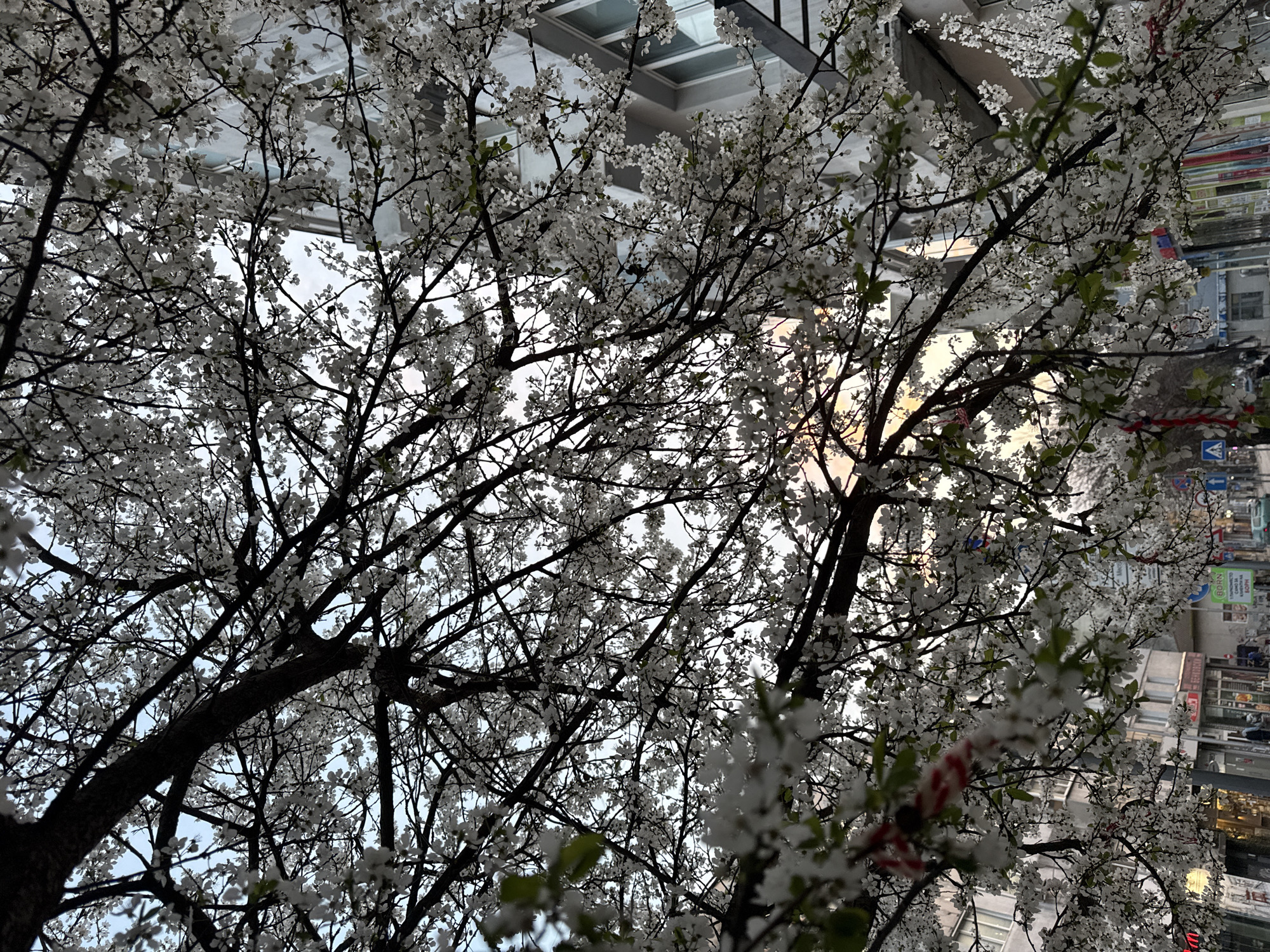 The image shows a view looking up through blossoming trees towards buildings and a street scene. The trees are covered in small, white flowers. In the background, upside down due to the image's orientation, a building with glass windows and what appears to be a reflection of the sky can be seen. The bottom of the image reveals a street with signs, buildings, and a sense of urban activity. Based on the Cyrillic script on signs, and the overall architectural style, the image is likely captured in a city within Bulgaria. Given the prompt, it is probably located in Varna, Bulgaria. The scene depicts a street within the city, surrounded by trees in full bloom and buildings.