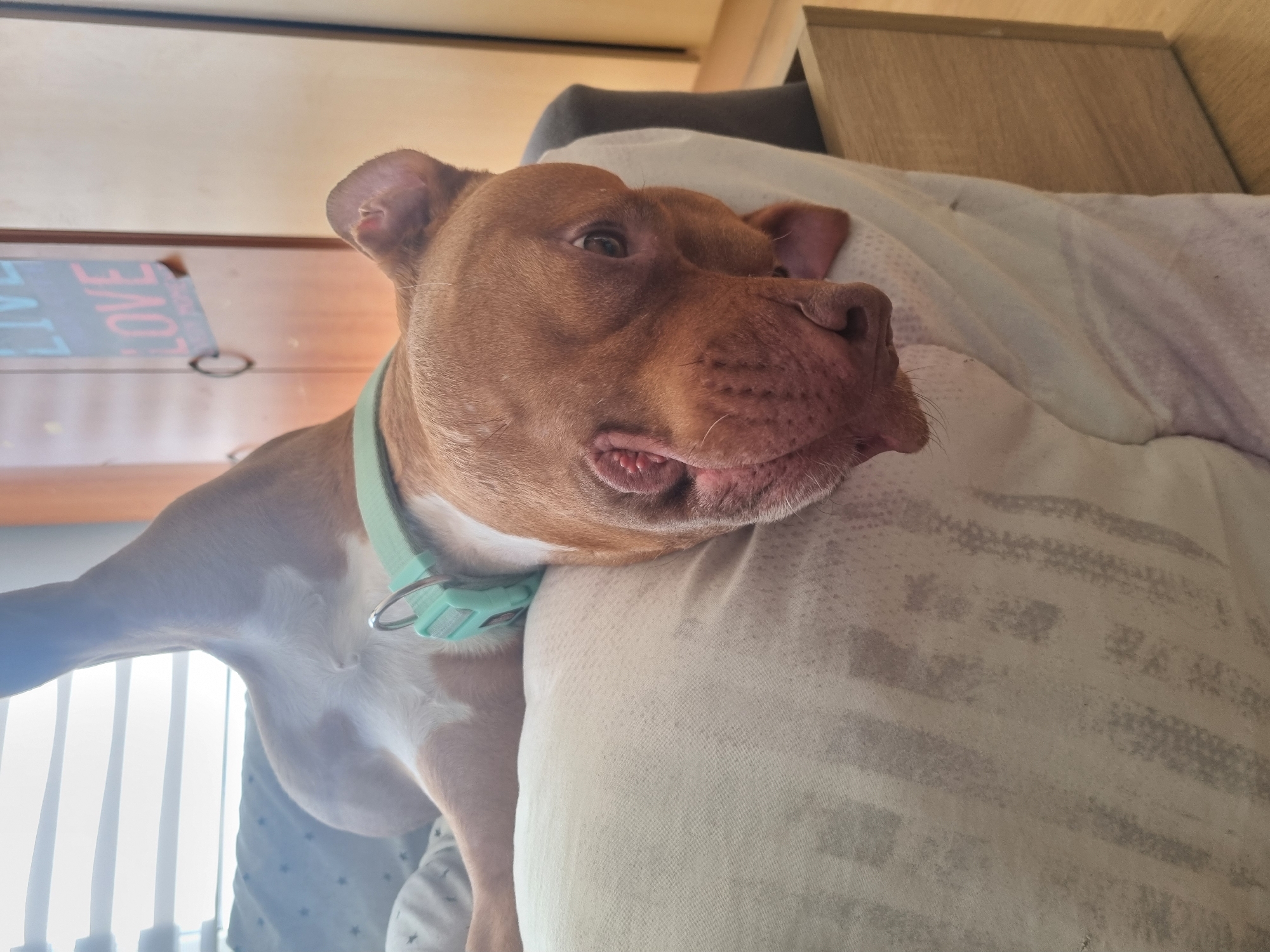 A brown Pitbull-type dog rests on a light-colored, striped pillow or cushion. The dog wears a light green collar. The scene appears to be indoors, with wooden cabinetry and a sign that says "LIVE LOVE" visible in the background. There is nothing indicating Sofia, Bulgaria.