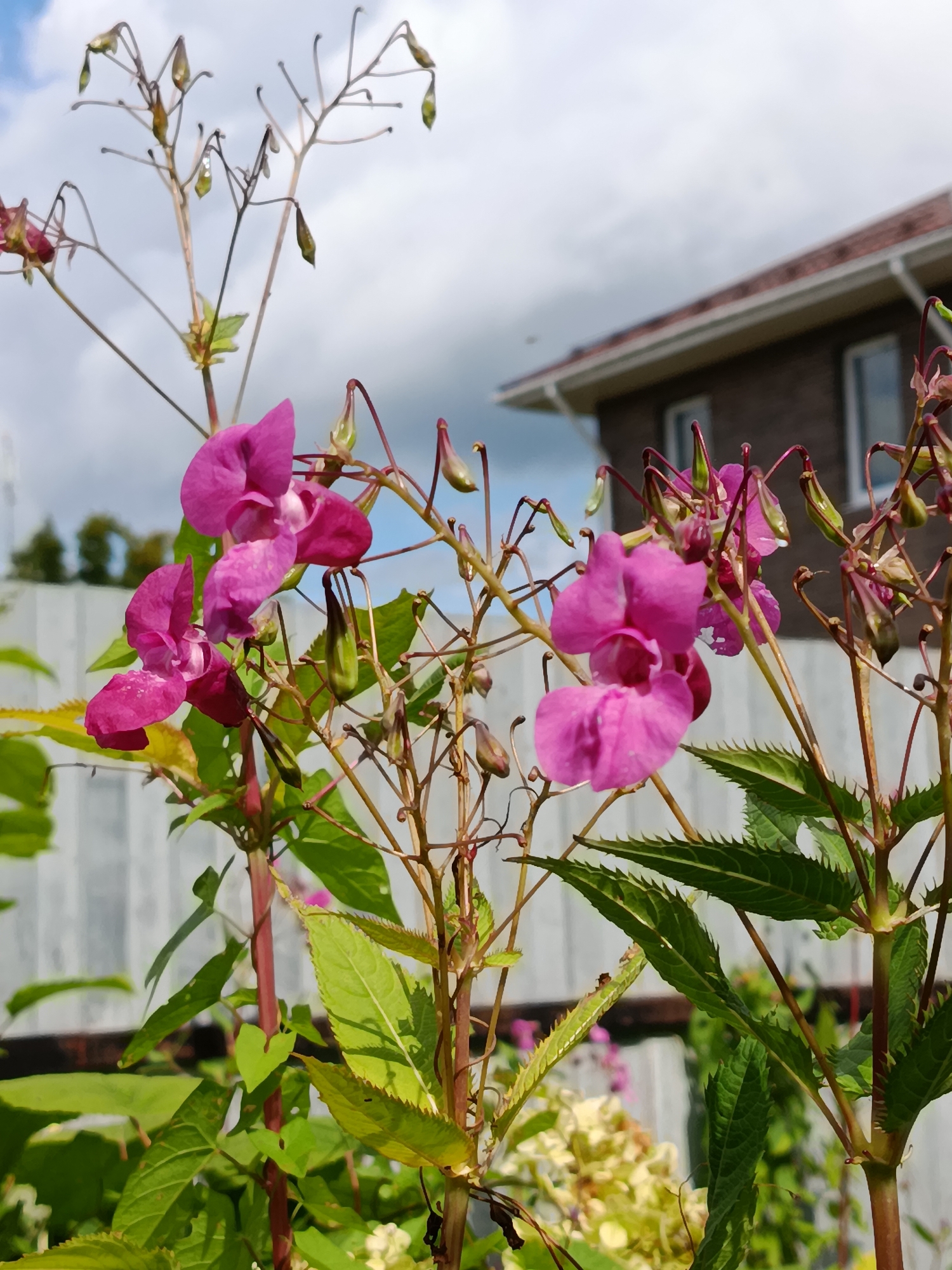 The image shows a close-up of pink flowers with green seed pods against a slightly cloudy sky. In the background, a brick building with white trim and windows is visible, as well as a white fence. The vegetation appears to be in a garden setting.