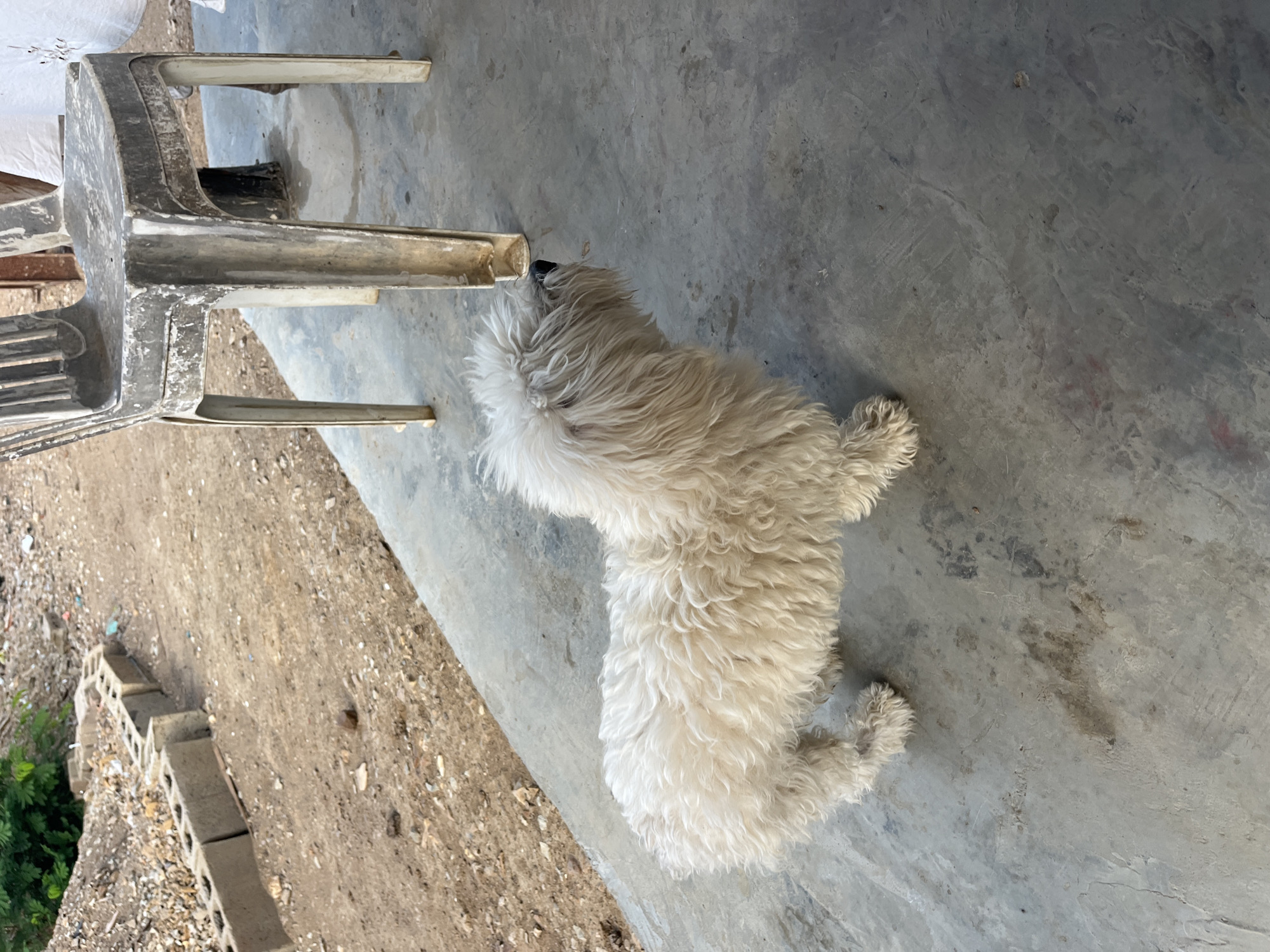 A white dog lies on a gray concrete surface next to a stack of gray plastic chairs. The surface extends to the upper right of the frame. To the left, there is a narrow strip of land with low concrete structures and some green vegetation. The location is likely Juan Griego, Venezuela.