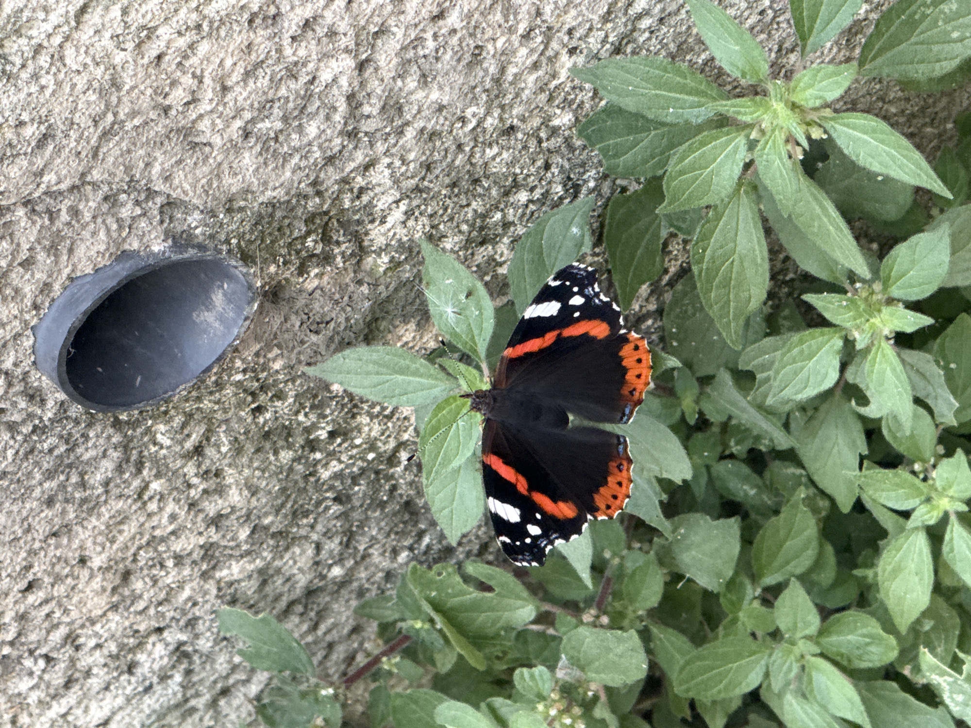 The image shows a Red Admiral butterfly perched on a leafy green plant growing near a textured concrete wall. To the left of the plant and slightly above it is a black, semi-circular object, possibly a cut-off pipe section, resting against the wall. The location is unspecified.