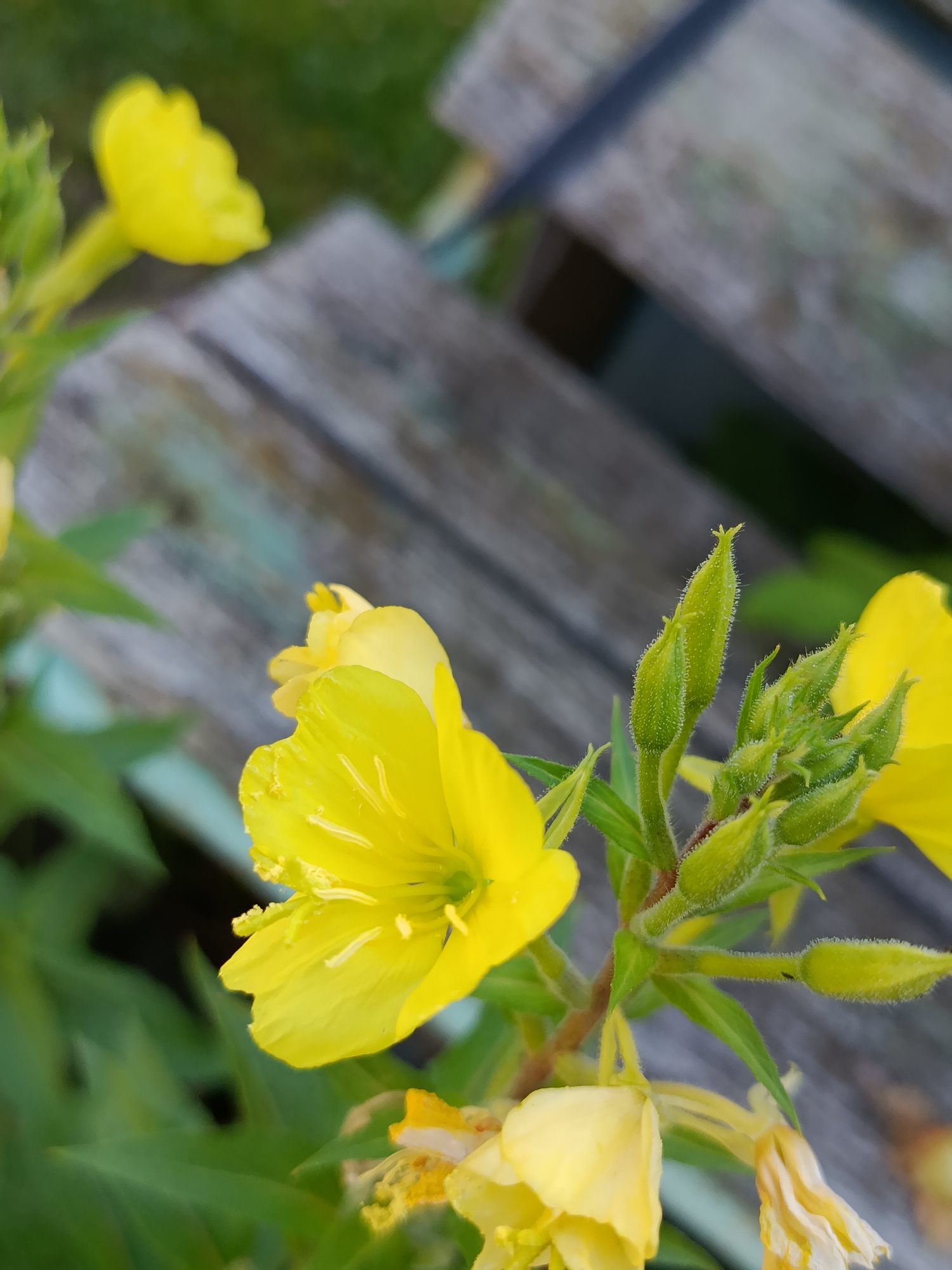 In the foreground of the image, a cluster of yellow flowers with delicate petals is in bloom. One flower is fully open, showcasing its stamens and pistil, while others are in various stages of development, including buds covered in fine hairs. The flowers are situated among green leaves and stems. In the background, a weathered wooden surface, likely a bench or table, is visible. The wood is aged and shows signs of wear, with a dark blue stripe running diagonally across it. The overall setting appears to be outdoors, possibly in a park or garden. The image does not contain any people or specific identifiable landmarks of Verea, Russia.