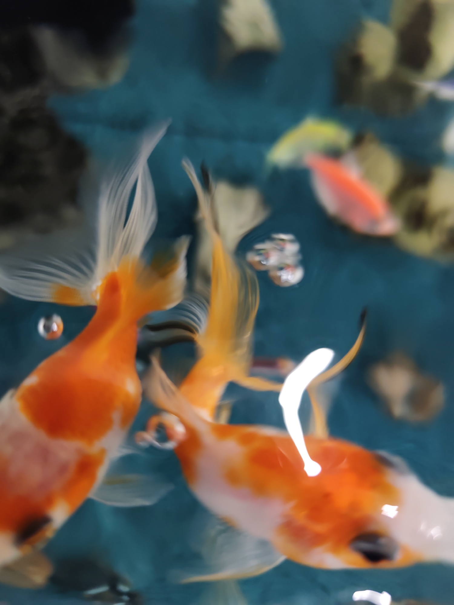 The image displays an aquatic environment, consistent with an indoor aquarium or a shallow pond. Two large fish, likely goldfish species, are prominently featured in the foreground, swimming through water with a blue-green tint. These fish exhibit a mottled coloration of orange and white, with flowing, translucent fins. They are captured with motion blur and a shallow depth of field, resulting in a soft focus. Several small, spherical air bubbles are visible within the water, reflecting ambient light. In the soft-focused background, multiple other smaller fish are present, including one distinctly red-orange and another yellow, along with blurry shapes that suggest rocks, substrate, or aquatic foliage. A prominent, vertical streak of white light is visible on the right side of the frame, indicating a reflection or direct light source. The scene does not contain any discernible architectural, geographical, or cultural elements that would allow for the identification of the specific city of Pazardzhik, Bulgaria, or any other particular location. No human subjects are present in the image.
