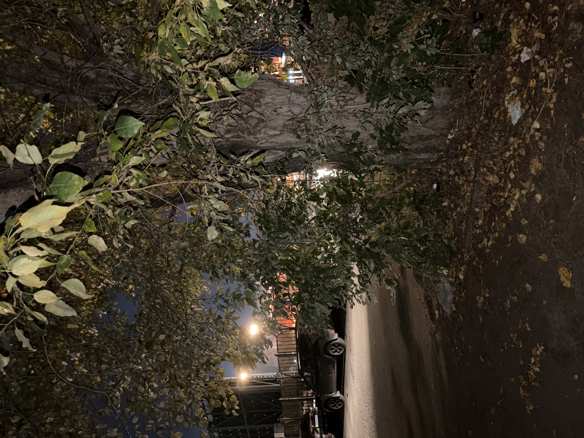 The image captures a dimly lit outdoor scene at night, likely in an urban environment. In the foreground, a large tree trunk with rough bark is prominent, partially obscured by dense green foliage and fallen yellow leaves scattered on the ground. To the left, a paved area with faint tire tracks is visible, with two cars parked. One car, a dark SUV, is in focus, while another dark car is partially visible in the background. Streetlights with warm orange glow are positioned behind a black metal fence. The sky above is dark, suggesting nighttime. The scene appears to be a public space, possibly a parking lot or a street adjacent to a building with a dark facade. The overall impression is one of an ordinary, uneventful night in an urban setting.