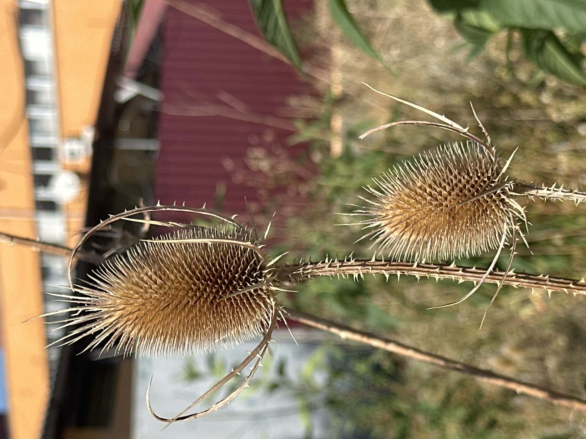 This is a close-up photograph of two dried teasel flower heads. The flower heads are brown and spiky, with a star-like crown of bracts at the top. They are attached to thorny stems. The background is blurred, showing greenery and a building with an orange facade. This image was taken in Uzhhorod, Ukraine.