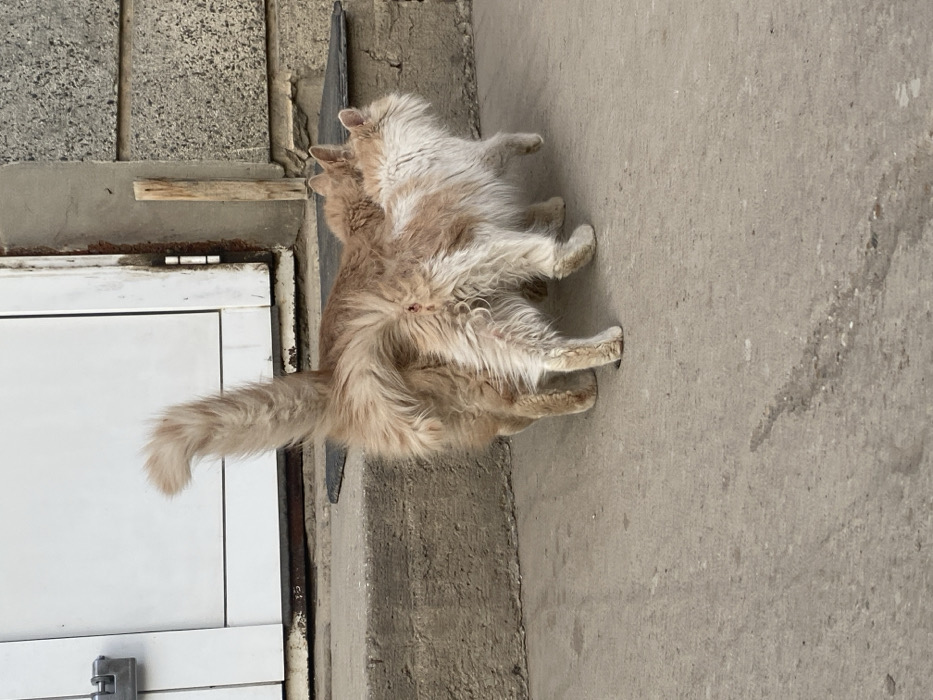 Two domestic cats are depicted engaged in copulation outdoors in Dobri dial, Bulgaria. The cat in the dominant rear position is a long-haired, light orange-cream feline, with its tail raised and curled upwards. A small, reddish abrasion or wound is visible on its dorsal hindquarters, superior to the perineal region. The cat in the submissive front position is also a long-haired, light orange-cream feline, displaying more prominent white markings on its sides, and is oriented with its head facing towards the right side of the frame. Both animals are positioned on a light gray concrete surface, which exhibits dirt streaks and minor scattered debris. In the background, elevated by concrete steps, a white door or door frame with a silver latch mechanism is visible on the left. To the right of the door, a textured gray wall, consistent with stucco or concrete blocks, features a vertical wooden slat and displays signs of weathering and discoloration.