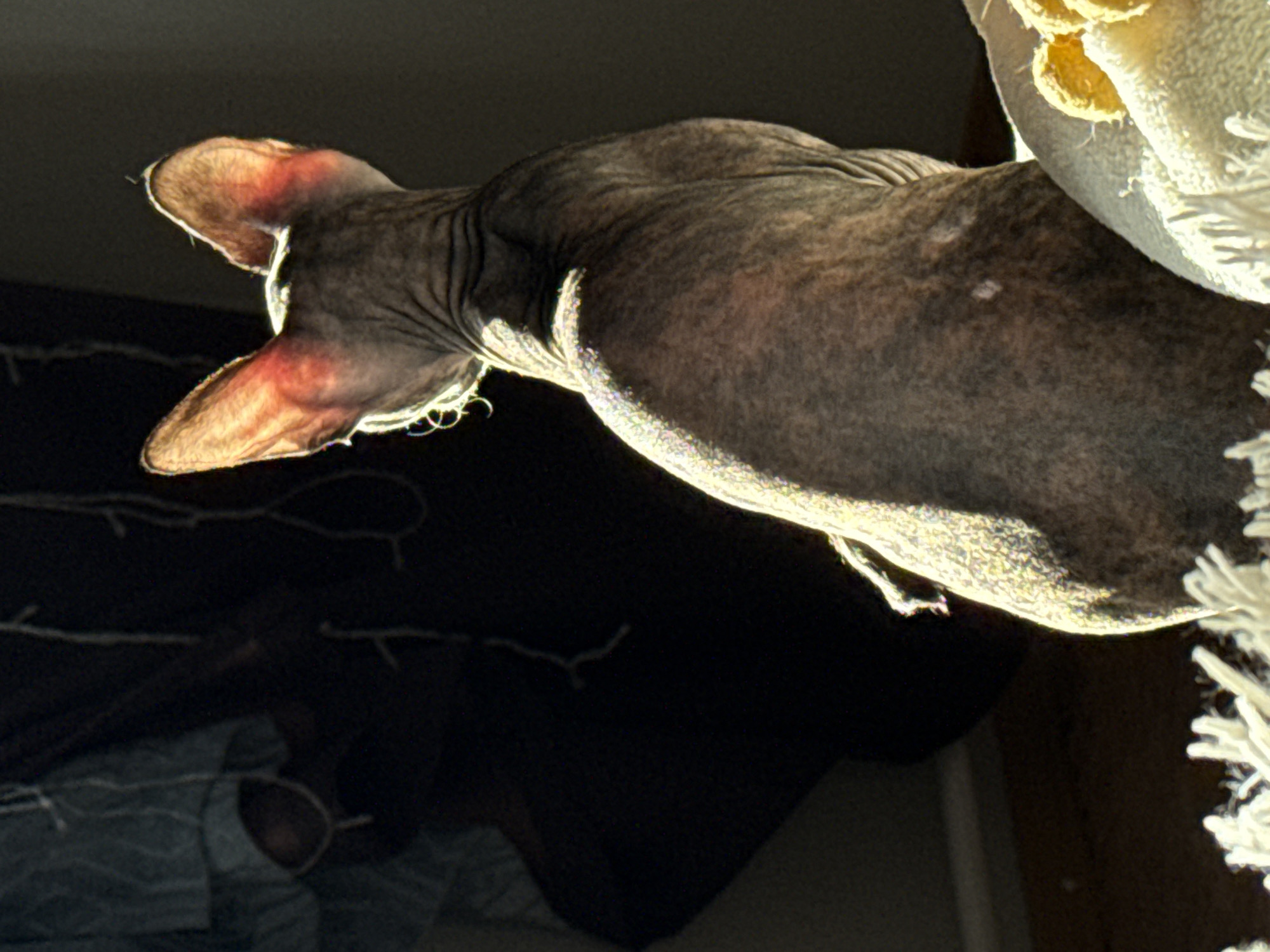 A hairless Sphynx cat is the central subject of this close-up image, viewed from a low-angle perspective. The cat's body is angled diagonally across the frame, showcasing its wrinkled, mottled grey and brown skin. Strong backlighting creates a bright, shimmering halo effect around the cat's silhouette, particularly illuminating its translucent ears which glow with reddish-orange tones. The cat's head is turned, and its mouth appears slightly ajar or distorted by the angle.
In the upper right corner, a brightly lit, textured object with white and yellow elements is partially visible, possibly a fabric or decorative furnishing. The lower left portion of the image is largely dark, but faint, squiggly white lines, resembling string lights or decorations, are discernible. A blurred, shadowy shape, possibly a reflection or another object, can be vaguely made out in this darker area. The dramatic lighting suggests either an indoor setting with a strong artificial light source or natural light during sunrise or sunset. No specific activity beyond the cat's pose is evident, and no text is visible.