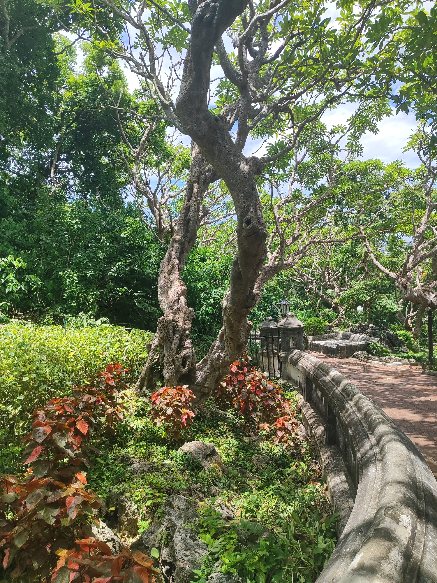 The image depicts a pathway with a curved stone railing in a lush, green park. In the foreground, a gnarled tree with thick, twisted branches stands prominently. Red-leaved plants and various green foliage surround the base of the tree and the pathway. Beyond the railing, a brick-paved path curves to the right, leading into a verdant landscape with more trees and vegetation. In the background, a stone bench and ornate lamp posts are visible, suggesting a manicured garden or park setting. The sky above is partly cloudy. This scene is located within the grounds of Phra Nakhon Khiri Historical Park, also known as Khao Wang, in Phetchaburi, Thailand.