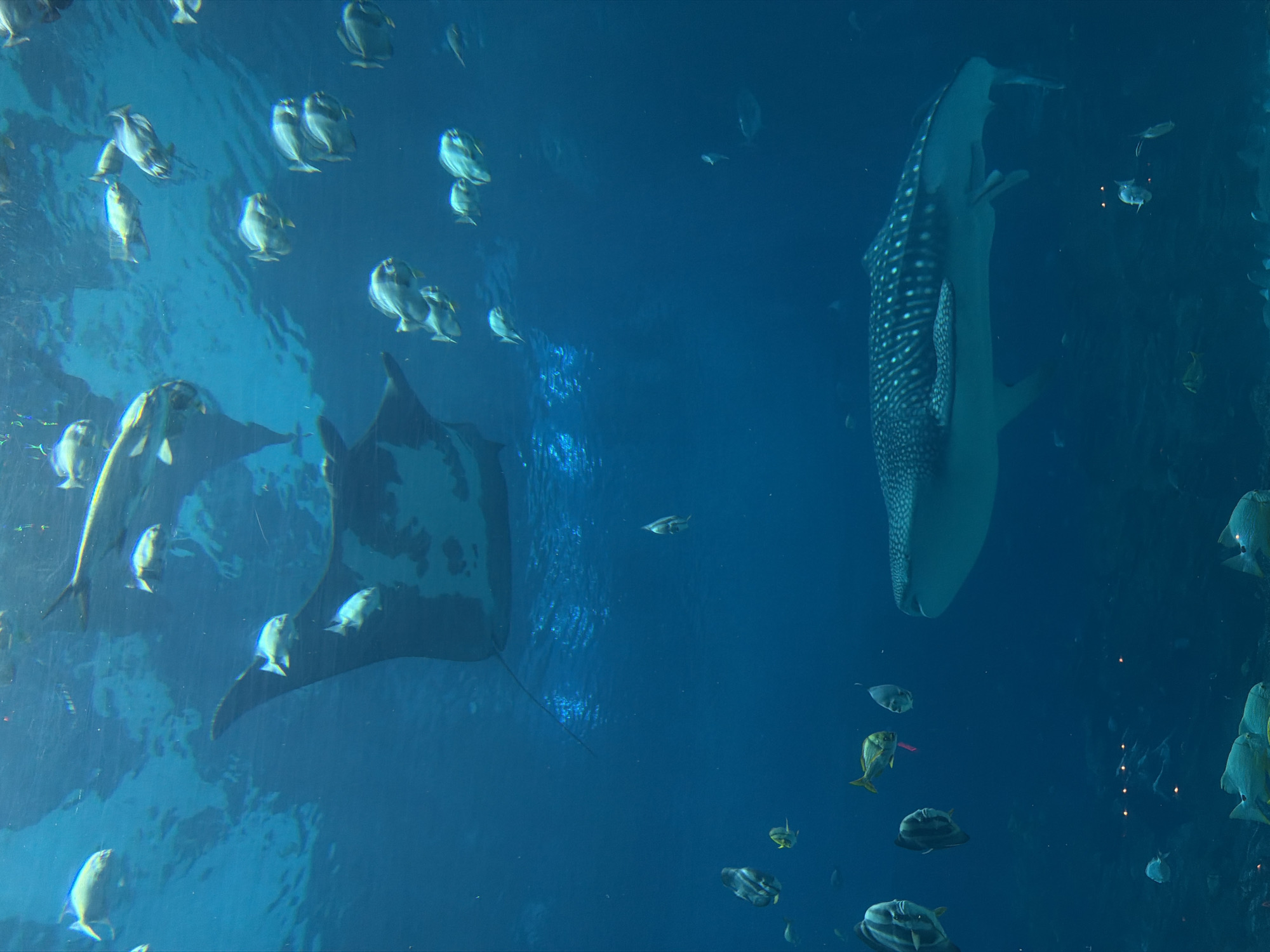 The image shows an underwater scene, likely an aquarium exhibit. A large whale shark dominates the right side of the frame. To the left is a manta ray. Numerous smaller fish, including those with silver bodies, swim around the larger creatures. The water is clear and blue. Based on the elements visible in the image, the scene is located in the Georgia Aquarium in Atlanta, USA.