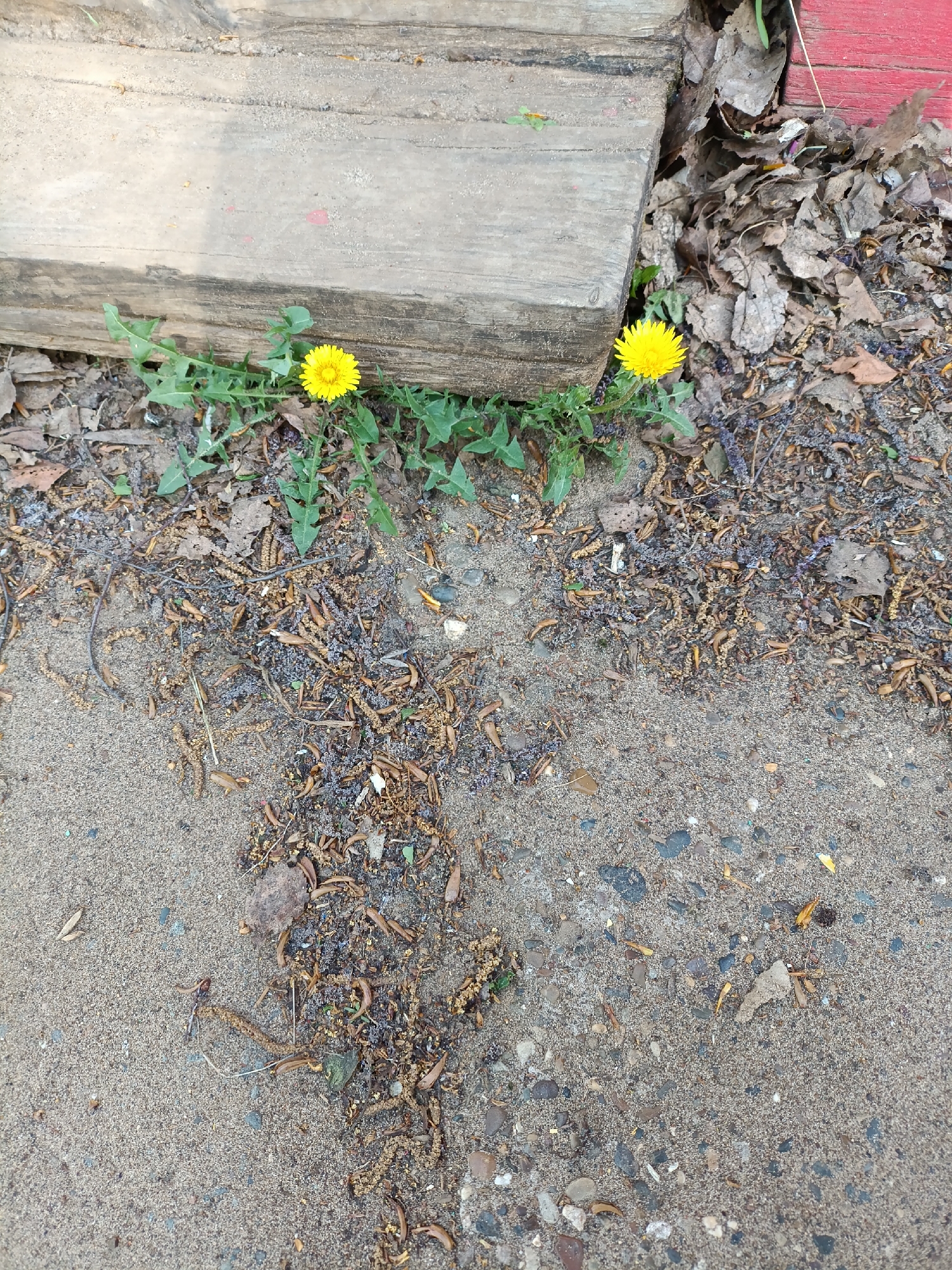 A close-up shot shows two dandelions blooming beside a weathered wooden step in Chaikovsky, Russia. Debris including leaves, seeds, and twigs litters the ground around the plants. The ground is primarily a mix of sand and small pebbles. A portion of a red painted structure is visible in the upper right corner. There is no evidence of people or interaction in the image.