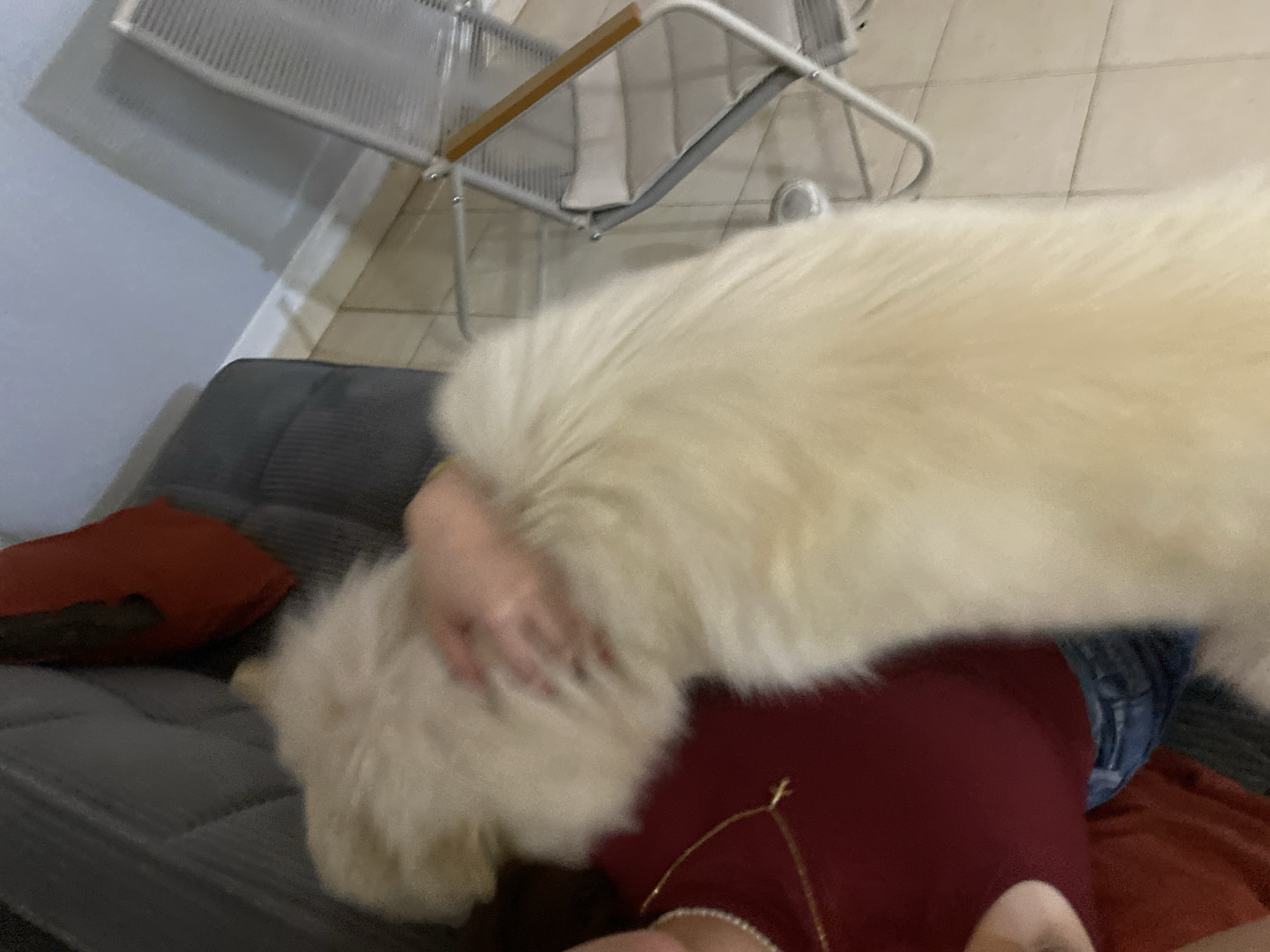 The scene is an interior domestic setting in Macho Muerto, Venezuela. A large, long-haired dog with light-colored, possibly cream or white, fur occupies the central and right portions of the frame, its body mostly visible with its head obscured. A person is partially visible on the left, wearing a dark red top, blue jeans, a gold chain with a small pendant, and a white beaded necklace. Their right hand is placed on the dog's back, indicating contact. To the left of the person is a dark gray upholstered sofa or chair with a reddish-brown cushion. To the right, a light-colored folding chair with a mesh design and wooden armrests is present. The floor is composed of light-colored tiles. The upper background features light blue and gray wall sections. The overall image has a slight blur, particularly affecting the dog and the person's hand.