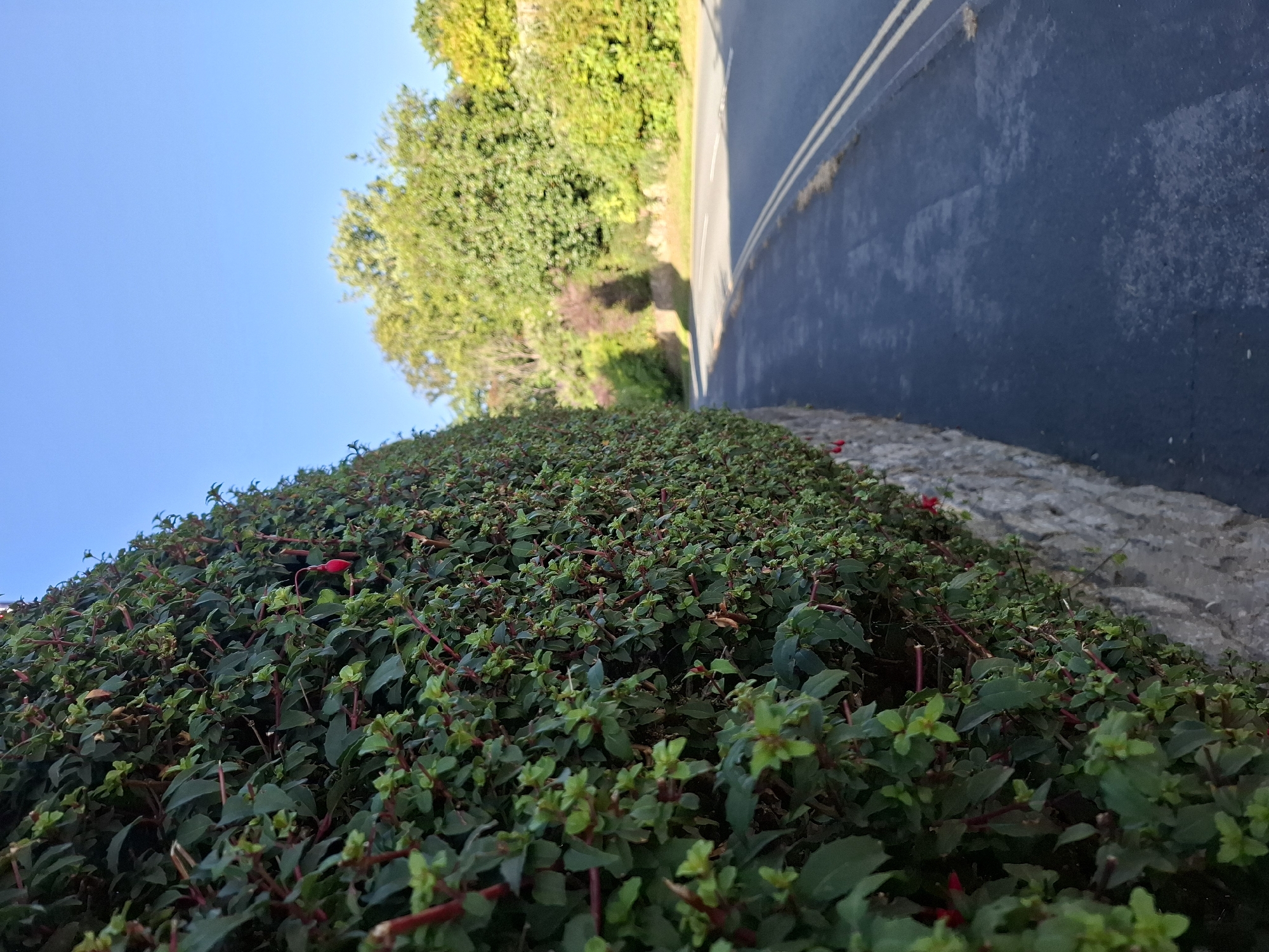 The image depicts a country road in Middleton Tyas, United Kingdom. A dense, green hedge lines the left side of the road, which has a tarmac surface with double yellow lines. Beyond the hedge, a stone wall is visible at its base. The road curves gently to the right, leading into a landscape of trees and foliage under a clear blue sky. A single red flower is visible on the hedge.