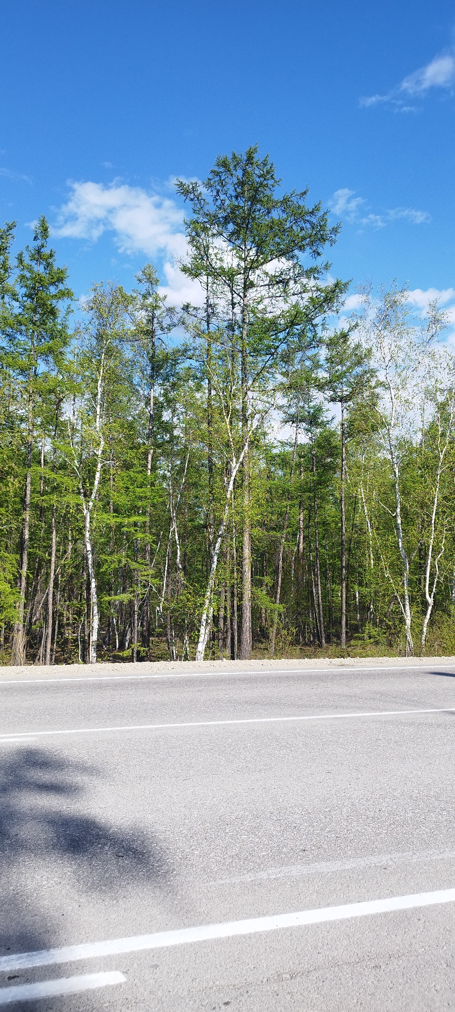 The image depicts a road with a white line running through its center, adjacent to a forest. The forest comprises various trees, including tall, slender birch trees with white bark interspersed with evergreen trees. The sky is bright blue with scattered white clouds. The scene is located in Tabaga, Russia, as indicated by the image source. There are no people or visible interactions between any subjects or objects in the image. The road is gray, and the shadows of trees are cast upon it.