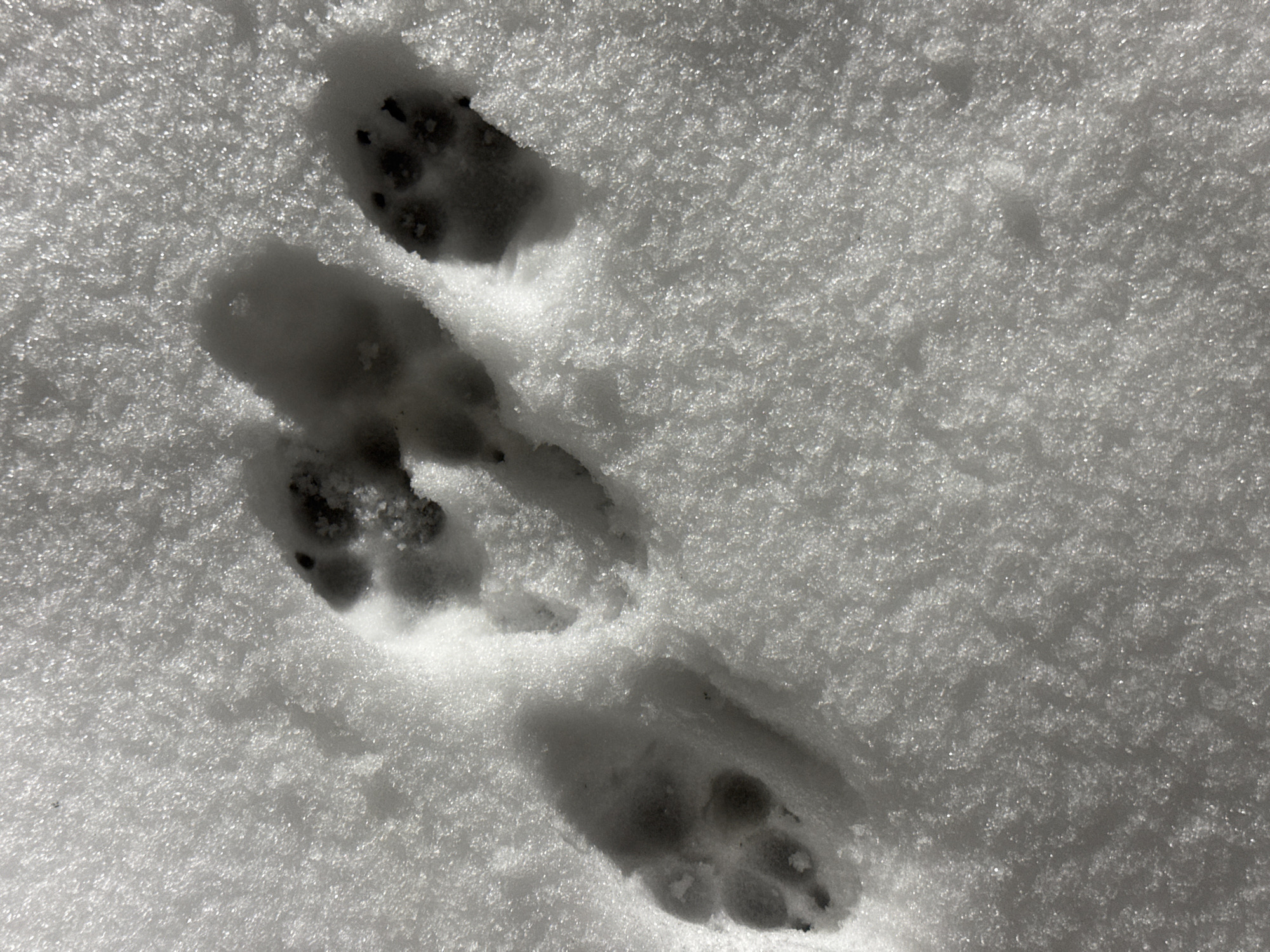 The image shows three paw prints in the snow. The tracks are in a line and show the imprint of a paw with four toe pads and a larger heel pad. The surrounding snow is white and grainy in texture. The image does not provide information on the location in Вассята, Russia, people, subjects, objects, actions, or interactions beyond the paw prints in snow.