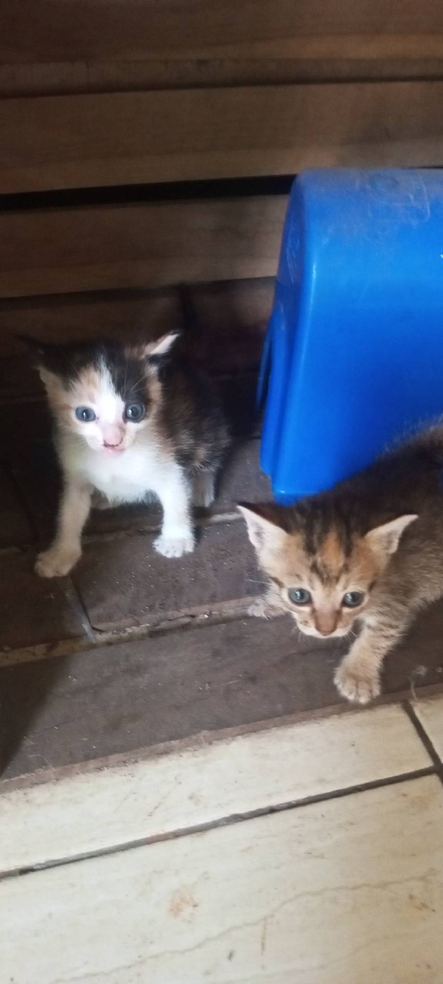 Two kittens are visible in this image. The kitten on the left is a calico with white, black, and orange markings and blue eyes. It is standing on a wooden floor. The kitten on the right has tabby markings and blue eyes and appears to be looking up. It is also standing on the wooden floor. A blue plastic object is visible behind the kittens. The image appears to be taken indoors, possibly in Lubangbuaya, Indonesia.