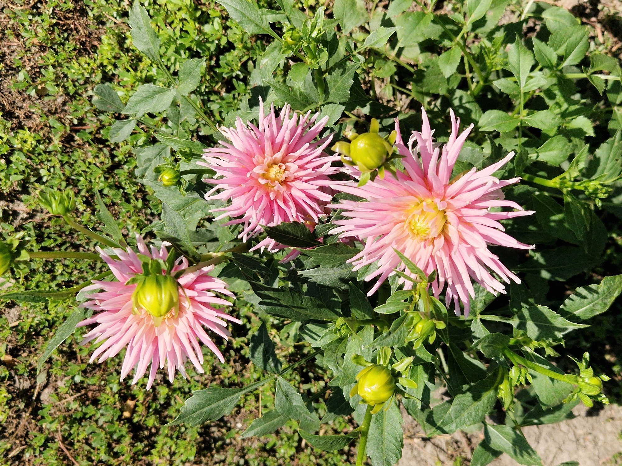 In Oskemen, Kazakhstan, a close-up, overhead shot captures a cluster of pink dahlia flowers with spiky petals and bright yellow centers. Three fully bloomed dahlias are visible, along with several green buds. The flowers are surrounded by lush green foliage and set against a backdrop of dry soil and green ground cover. The lighting suggests it is daytime with bright sunlight, casting shadows across the scene.