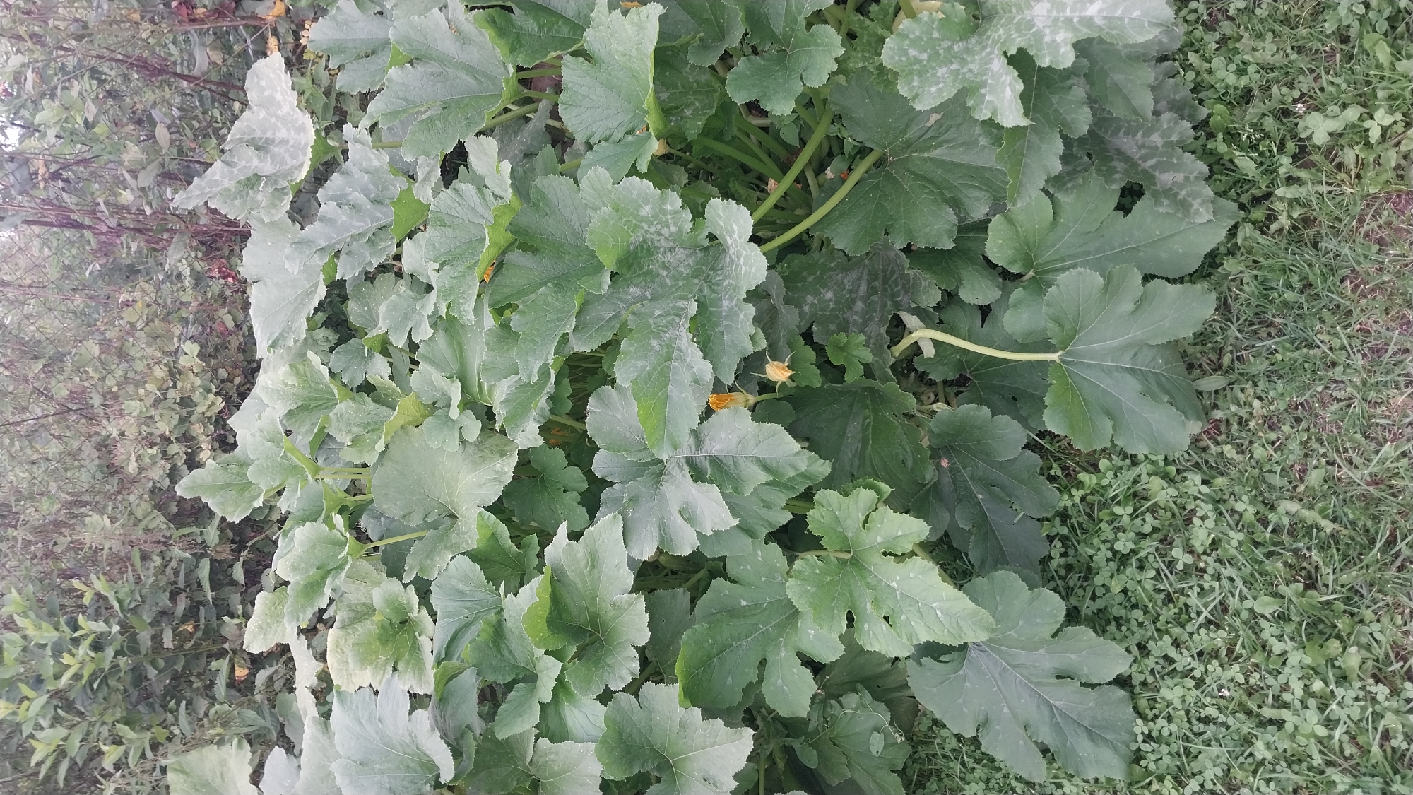 The image depicts a dense cluster of large, green, heart-shaped leaves, consistent with a squash or pumpkin plant, occupying the majority of the frame. Some of the leaves show lighter patches, possibly from dust or a mild ailment. Two small, yellow flowers are visible amidst the foliage. The plants are growing outdoors, with a grassy area visible in the foreground and a blurry background that appears to be vegetation and a chain-link fence. The scene is devoid of any human presence or activity. The location in Chebarkul, Russia, is not visually discernible from the image itself.