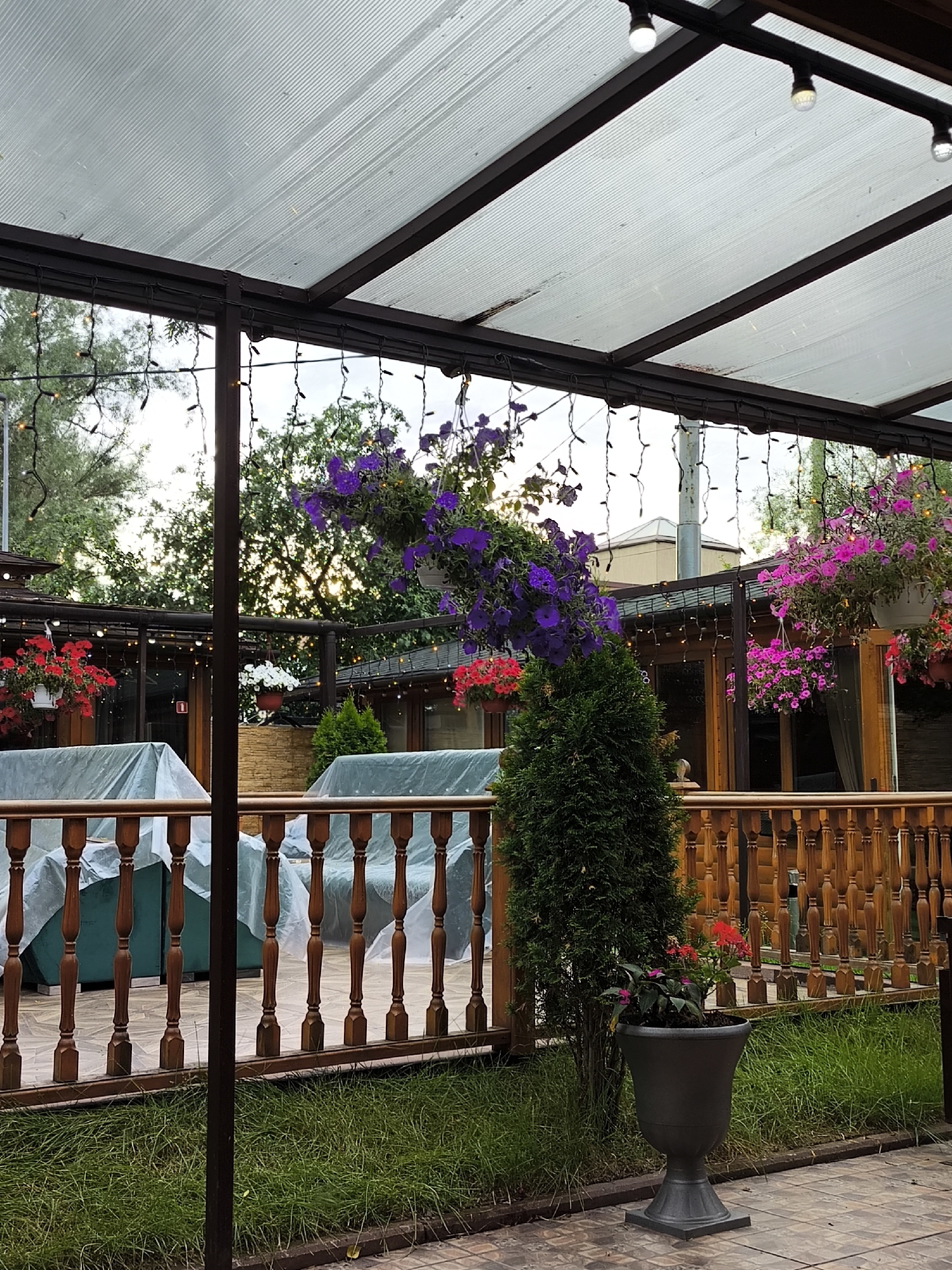 The image depicts an outdoor seating area covered by a transparent corrugated roof supported by dark metal beams. String lights hang from the beams, and overhead lights are visible. In the foreground, a wooden railing encloses an area with green grass. Behind the railing, a dark urn contains a small plant with red and pink flowers, positioned next to a conical evergreen tree. Further back, outdoor furniture is covered with white plastic sheeting. Hanging baskets filled with vibrant purple and pink flowers are suspended from above, adding color to the scene. The background reveals a building with wooden accents and glass doors. The overall impression is of a covered patio area designed for outdoor dining or relaxation.