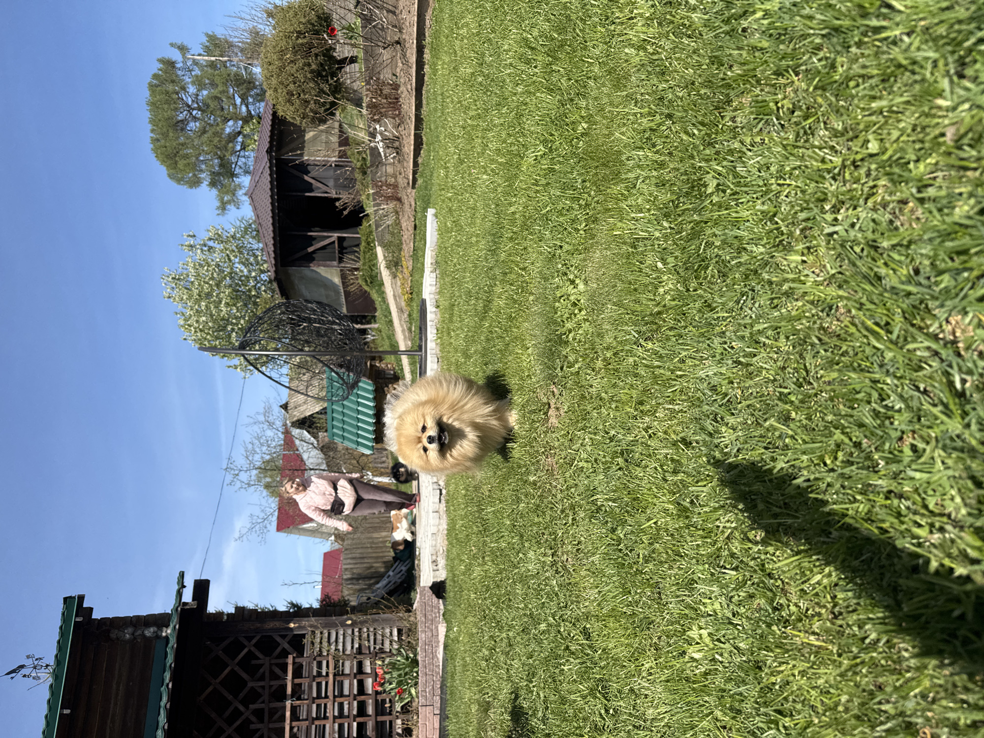 A Pomeranian dog is standing in a grassy yard in Kharnavy, Russia, on a sunny day. In the background, a woman in a pink jacket and brown pants walks by. There are several buildings, including a wooden gazebo, and various trees. The grass is green and neatly cut.