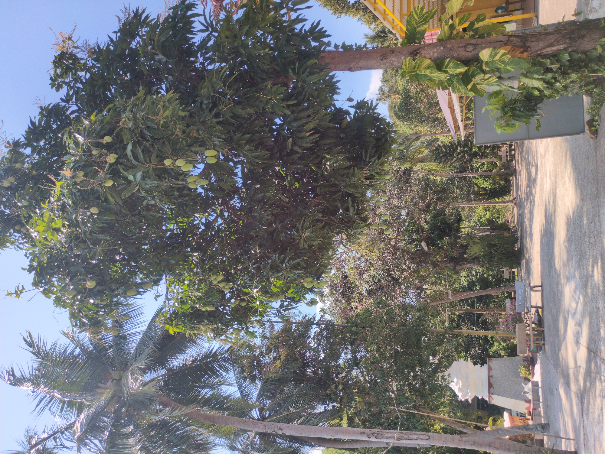 The image shows a street scene in Phú Quốc, Vietnam. A large mango tree laden with green fruit dominates the left side of the frame, while a coconut palm is visible in the lower left corner. Several other trees line the street on the right. A building with a yellow railing is visible in the upper right corner. The street appears to be paved with concrete. A bench and a small memorial or statue are visible further down the street. The sky is clear blue. The overall scene depicts a tropical, somewhat overgrown, urban landscape.
