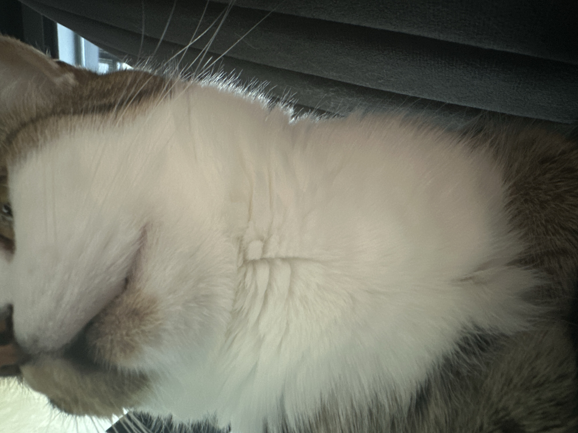 A close-up, low-angle shot shows a domestic cat's chin and chest. The cat has white fur on its chin and chest with tabby markings on its cheeks and ears. A dark gray, pleated fabric is visible on the right side of the image, behind the cat. The setting appears to be indoors. There is no discernible information about the city of Kyiv, Ukraine, or any specific forensic details.