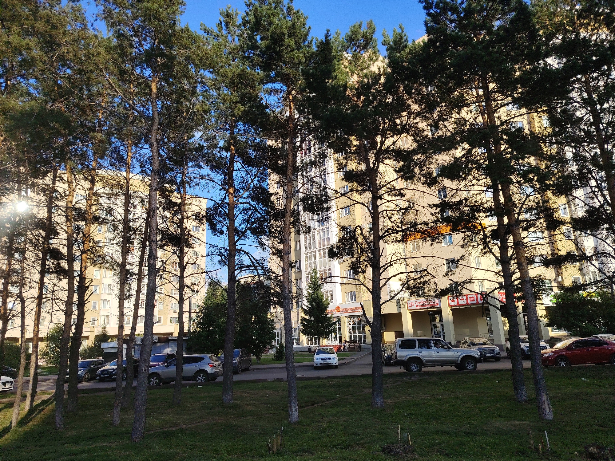 The image depicts a residential area in Kemerovo, Russia, likely a courtyard or street lined with pine trees and a multi-story apartment building. The building is light yellow with numerous windows and balconies. In the foreground, tall pine trees with green needles cast shadows on a grassy area. Several cars are parked along the street or in the courtyard, including silver SUVs, a dark sedan, and a red car. The sky is clear and blue. The sun is shining brightly, creating lens flare on the left side of the image. There are a few people visible near the entrance of a ground-floor store in the building, sitting on a bench. The overall impression is a typical urban residential scene during daytime.