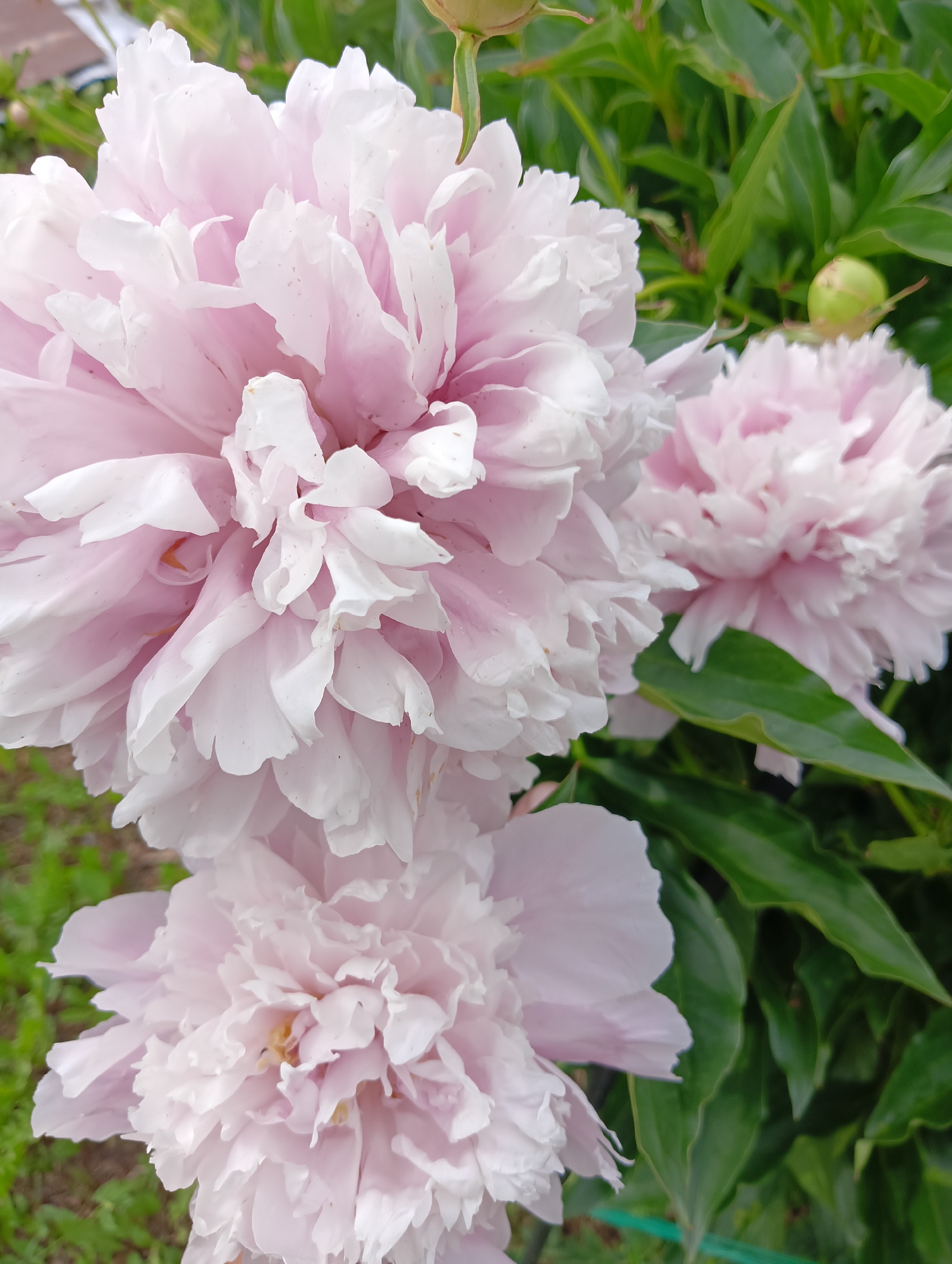 A close-up, vertical, eye-level shot shows three light pink peonies in full bloom, set against a background of lush green foliage and soft earth. The flowers dominate the frame, with the largest peony prominently displayed in the foreground, its delicate, ruffled petals catching the light. To the right and slightly behind it, another peony is visible, also in bloom. A third, smaller peony is positioned in the lower portion of the image, its petals less fully opened. The green leaves are blurred, creating a shallow depth of field that emphasizes the flowers. The environment appears to be a garden in Nizhnetroitsky, Russia, with the soft earth and greenery suggesting an outdoor setting. No people or specific actions are depicted.