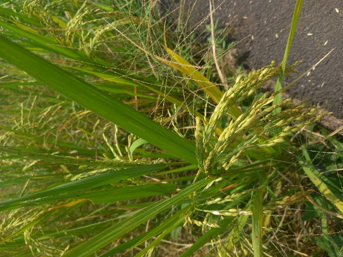 A close-up, eye-level shot in Mekarjaya, Indonesia, depicts a cluster of rice plants (Oryza sativa) with multiple panicles of developing grains. The grains exhibit a coloration from light green to pale yellow, indicative of maturation. The primary subject is characterized by robust, green leaves, some displaying minor leaf damage such as small tears or slight yellowing. Surrounding vegetation includes additional rice stalks and sparse, finer grasses with a drier appearance. The lower right foreground reveals a dark grey, coarse-textured surface, consistent with an asphalt or paved path, indicating the plant's position at the edge of a cultivated area adjacent to a thoroughfare. The scene is illuminated by direct natural daylight. No individuals, animals, or other artificial objects are present.
